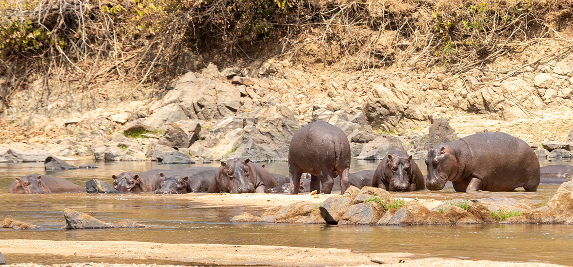 Hippos submerged in a river.