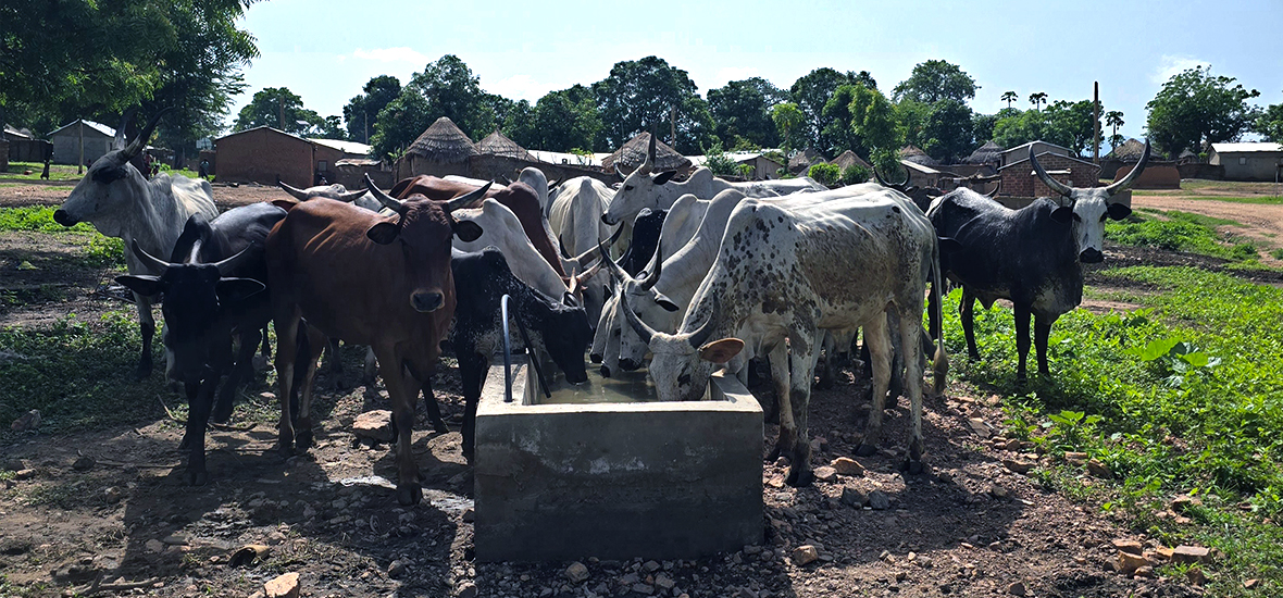 Cows drinking from the water reservoirs in Tchamba, Faro Landscape