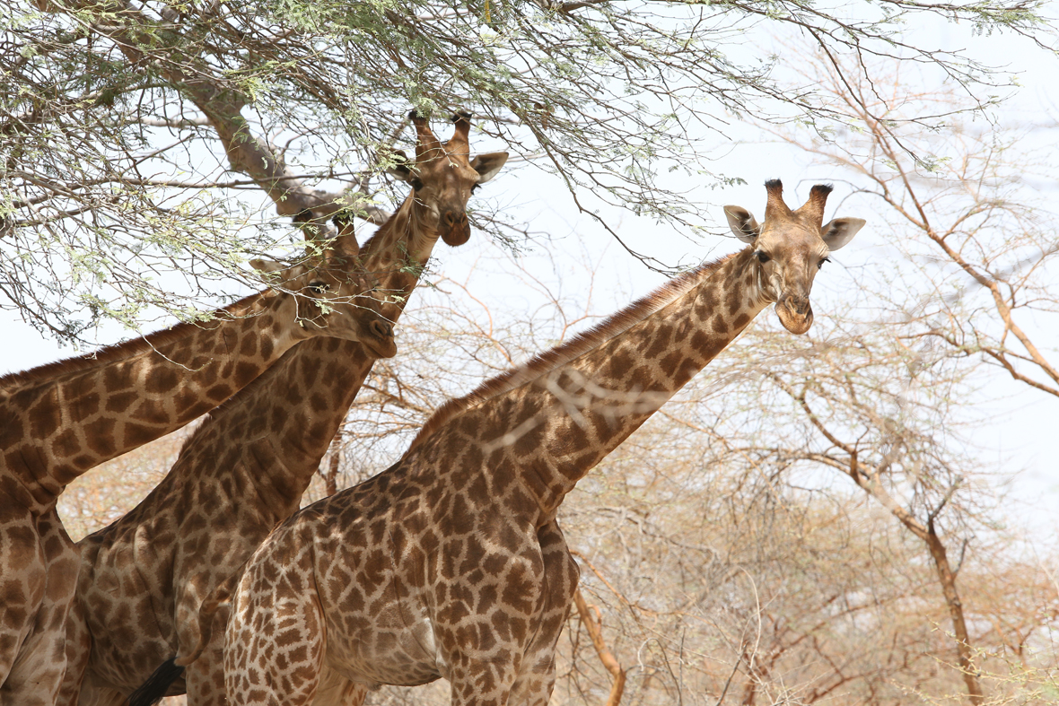 Kordofan giraffes in Faro National Park, Northern Cameroon