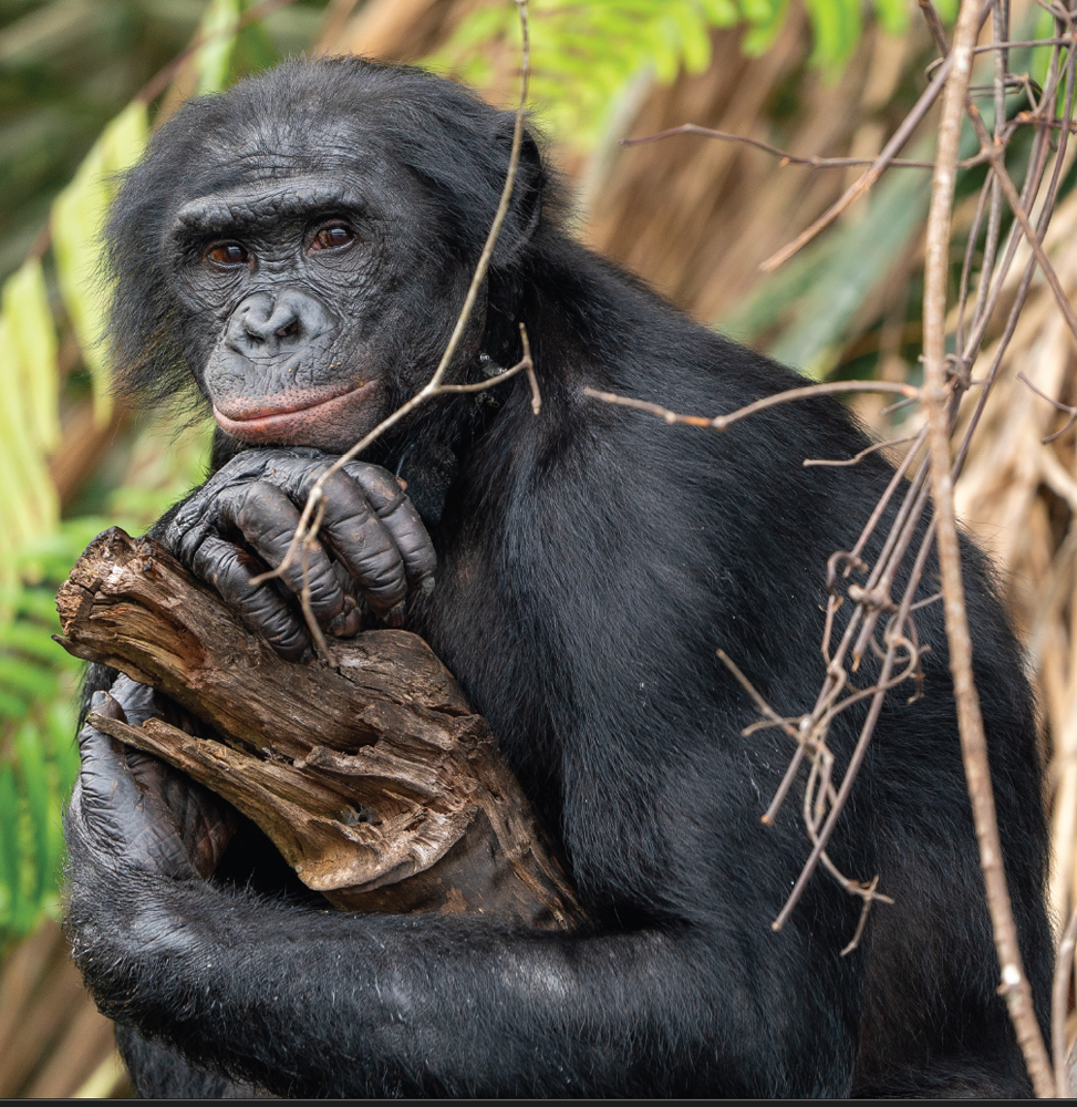 A Bonobo perched on a tree branch