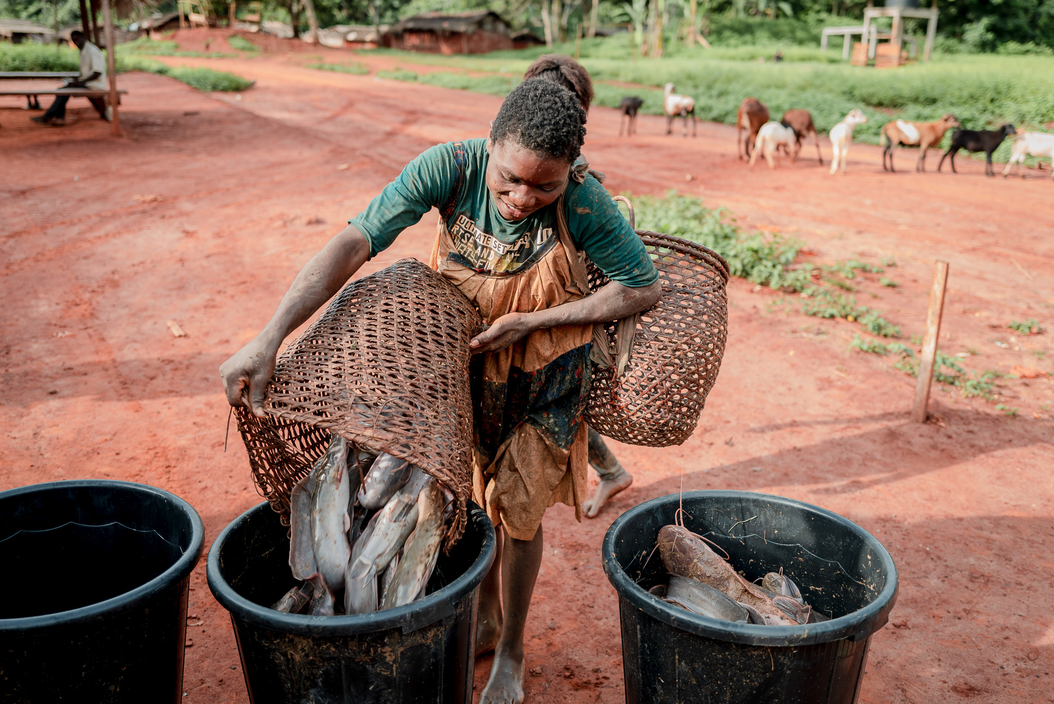 INDIGENOUS WOMAN TRANSPORTS FISH HARVESTED FROM THE POND PREPARING TO SELL