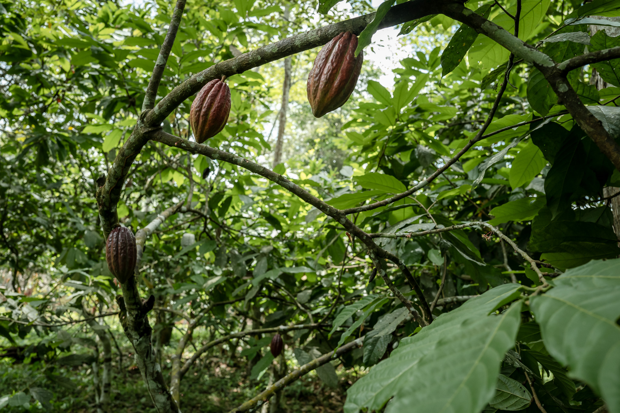 Cocoa plant- Dja reserve - Cameroun