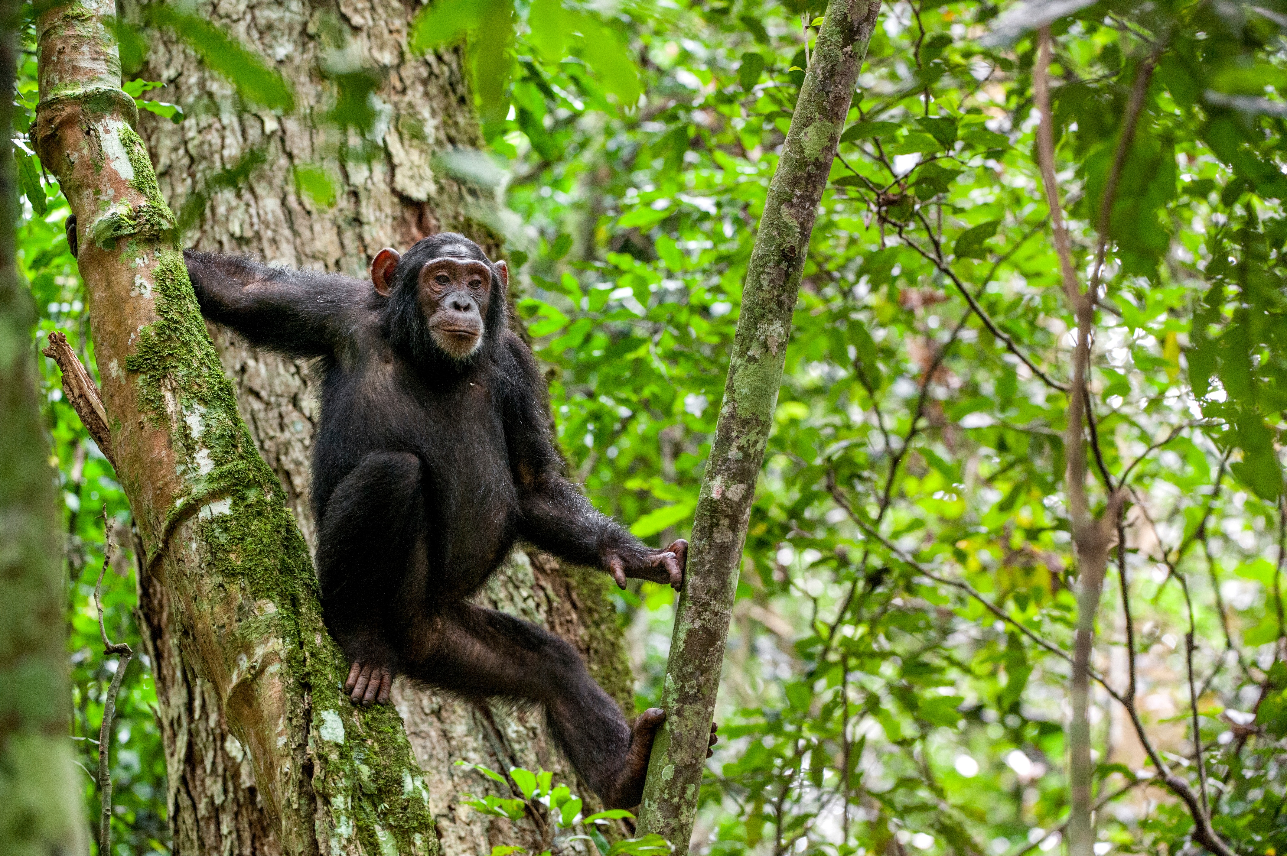 Chimpanzee in West Africa hanging on a tree.