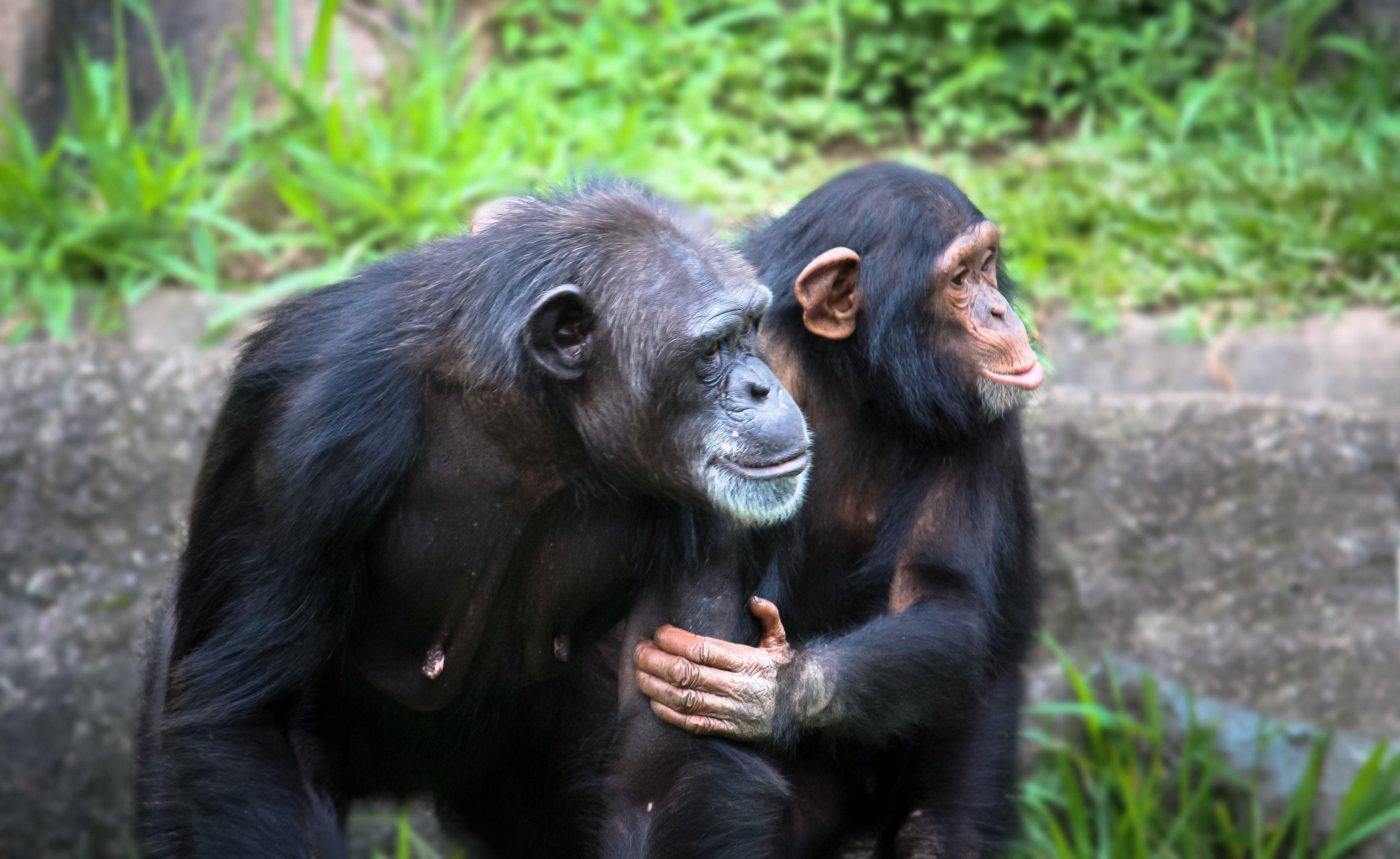 Chimpanzee family in West Africa