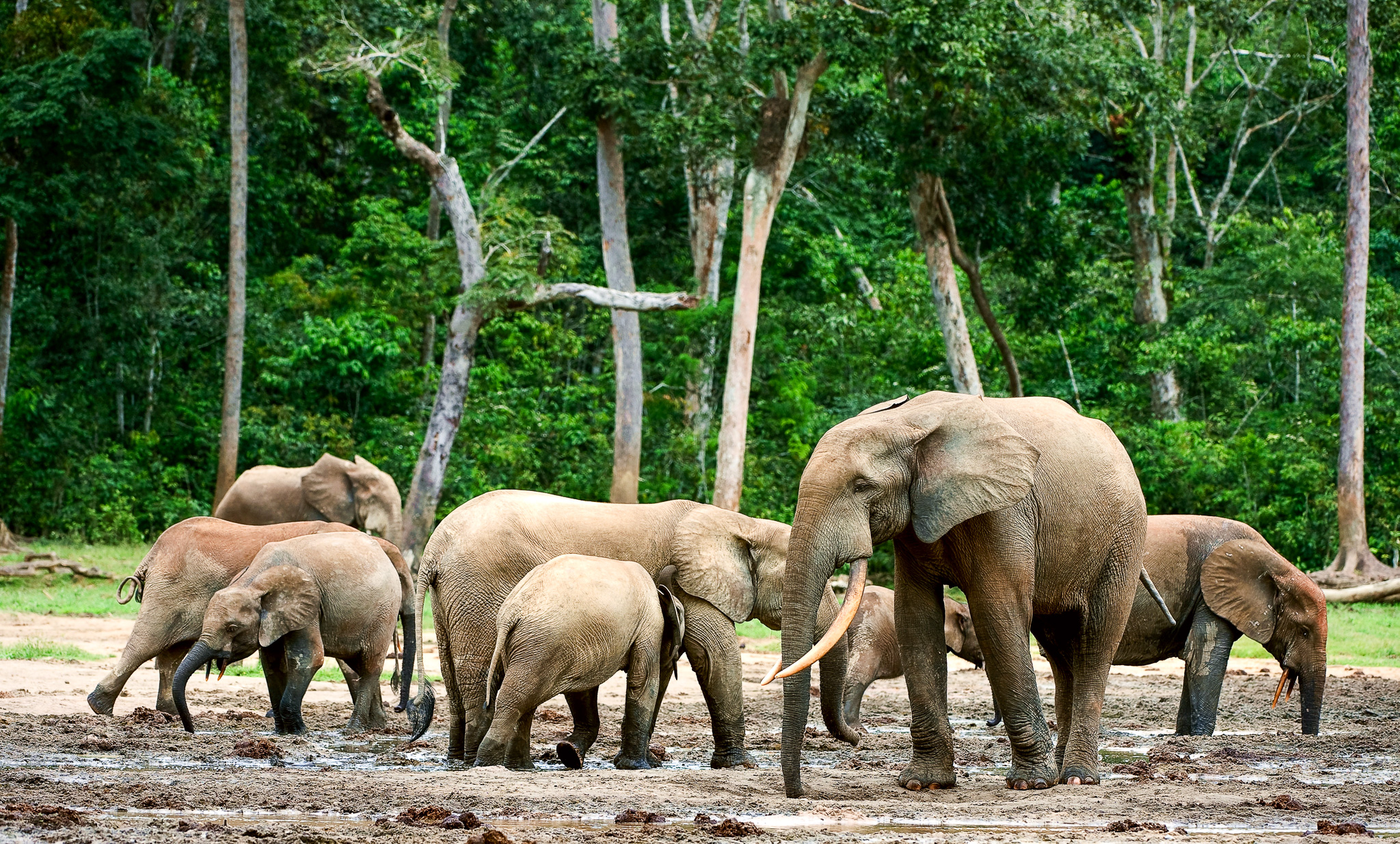 African Forest Elephants at the edge of the forest 