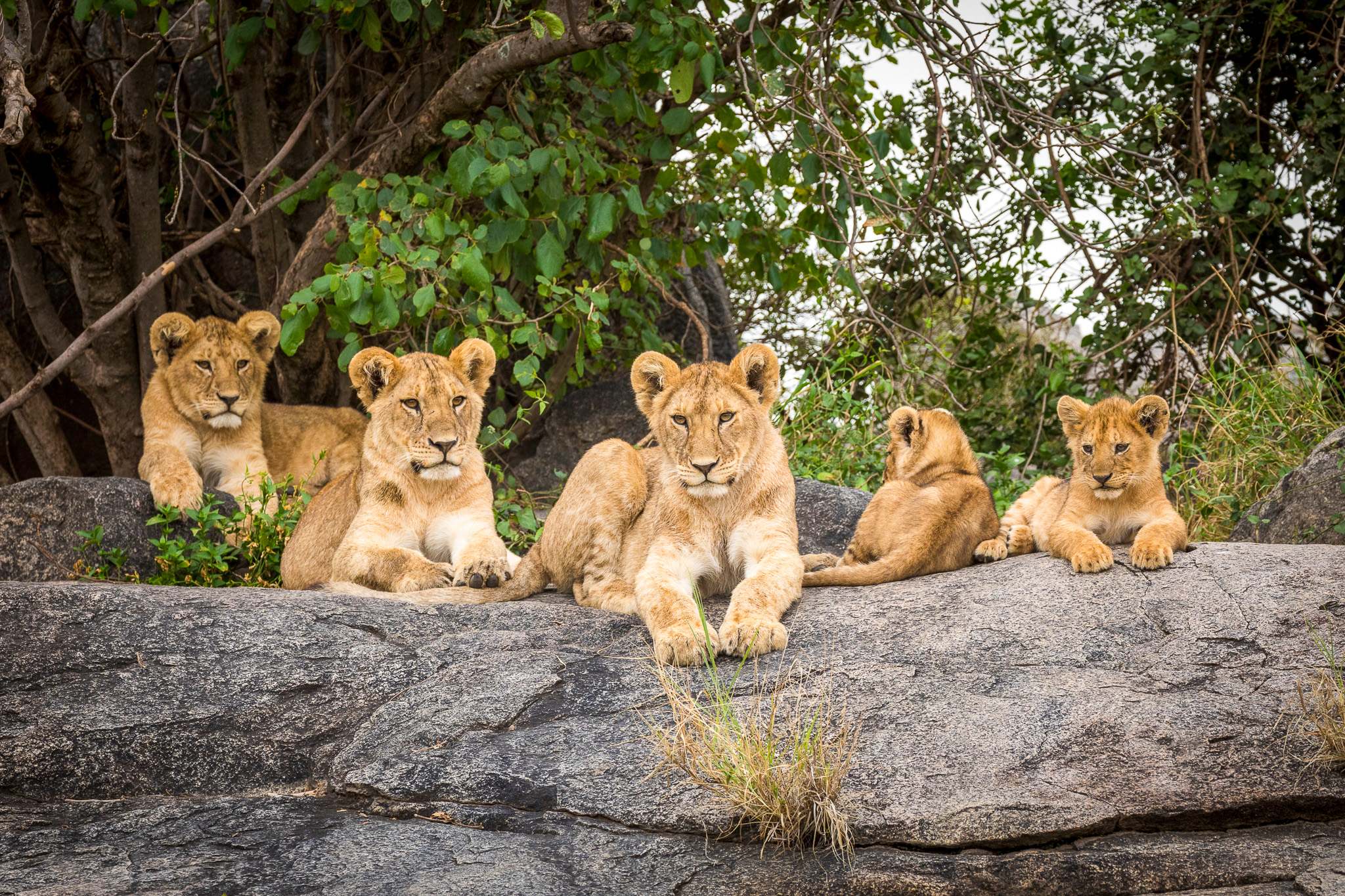 Lion cubs lying on rocks in Serengeti in Tanzania