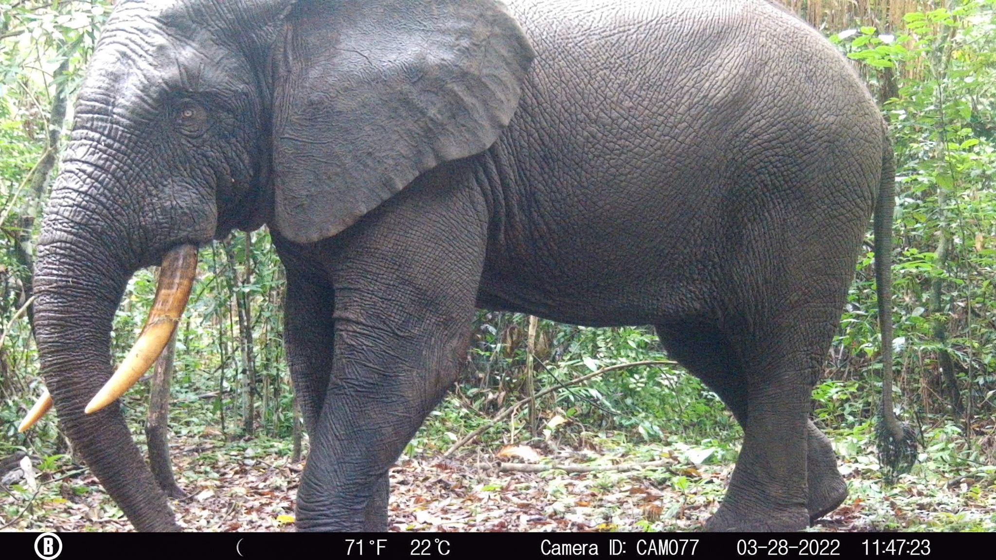 Camera Trap image of a Forest Elephant in Cameroon's Campo Maan Landscape 