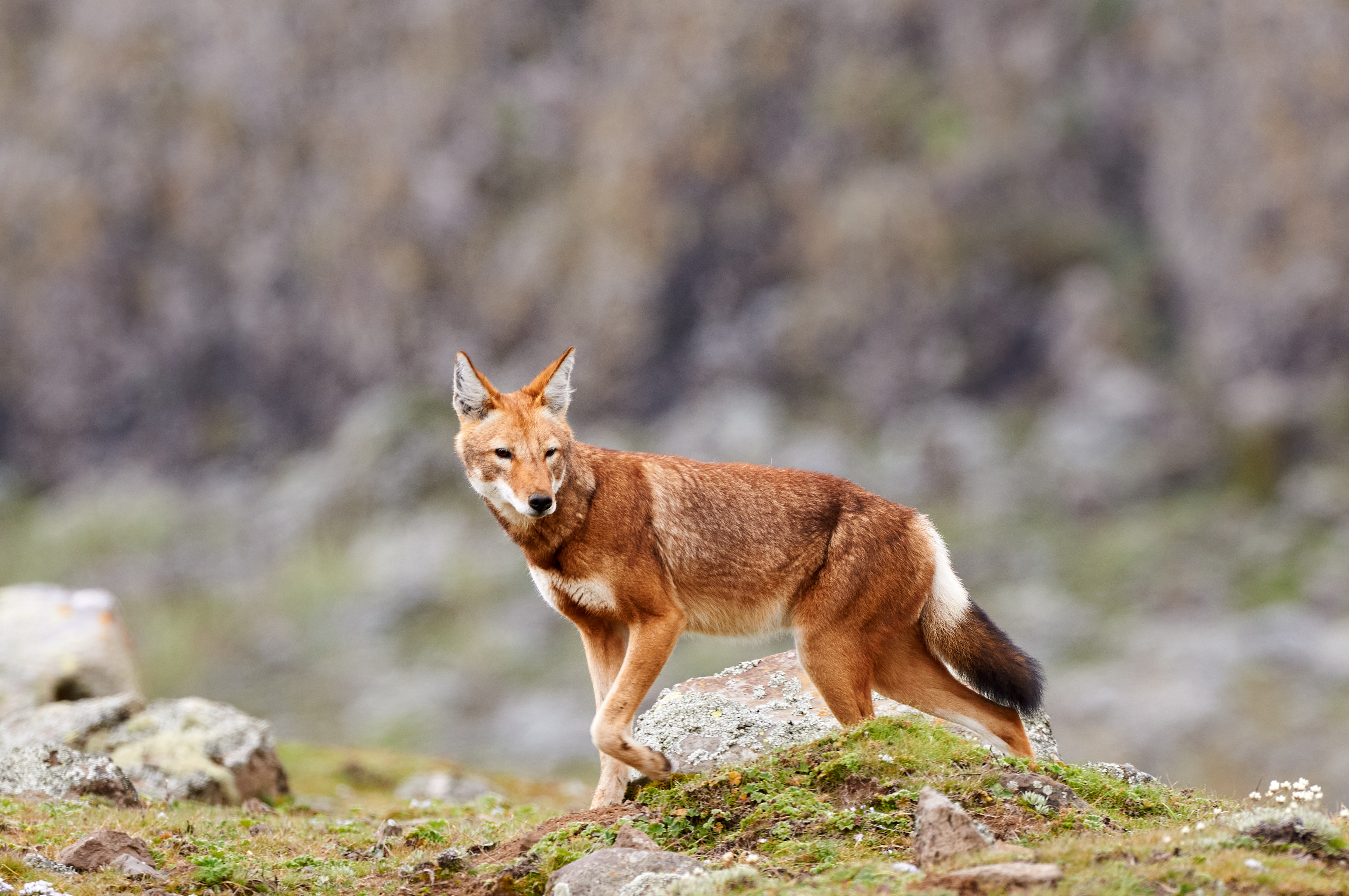 The Ethiopian wolf (Canis simensis), an endangered canid that lives on the Ethiopian Highlands.