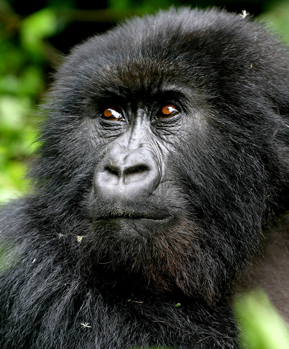 Mountain gorilla