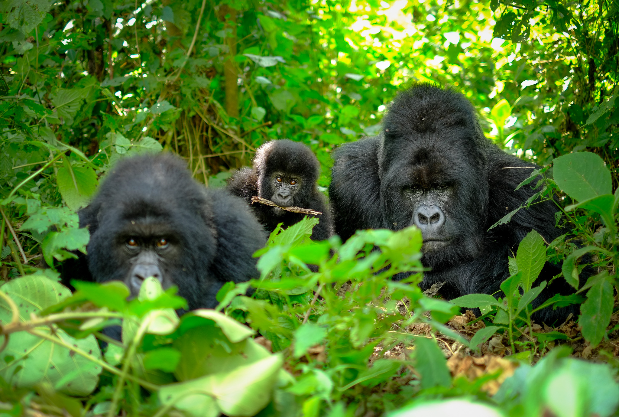 Gorilla Family in Campo National Park, Cameroon 