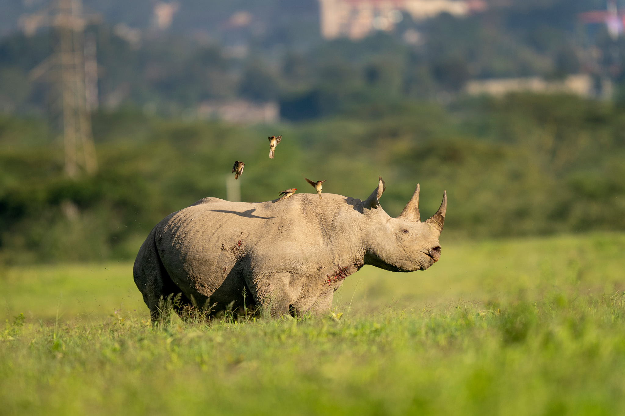 Rhino grazing with city skyline in the background 