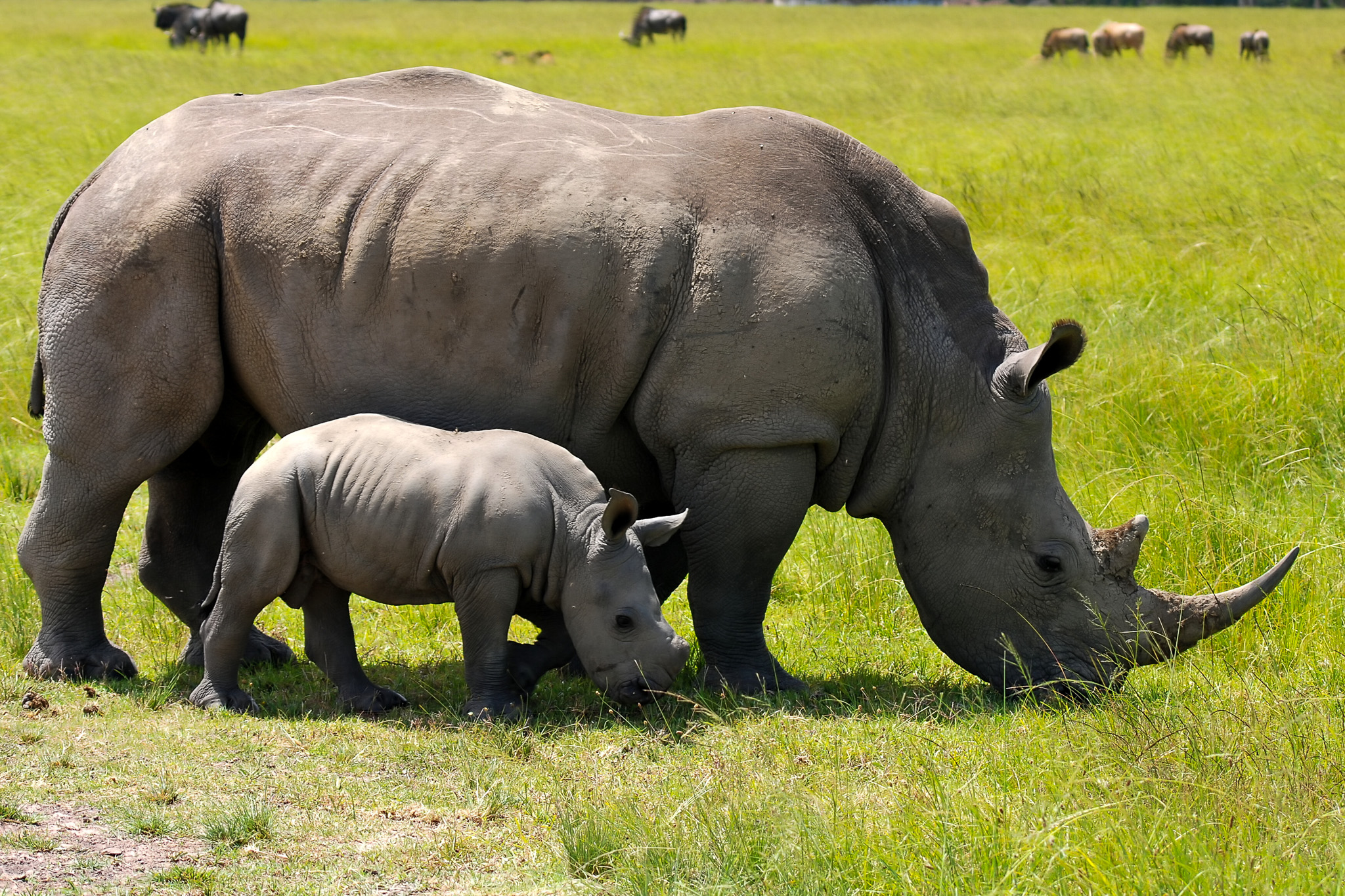 Rhino mum and baby grazing 