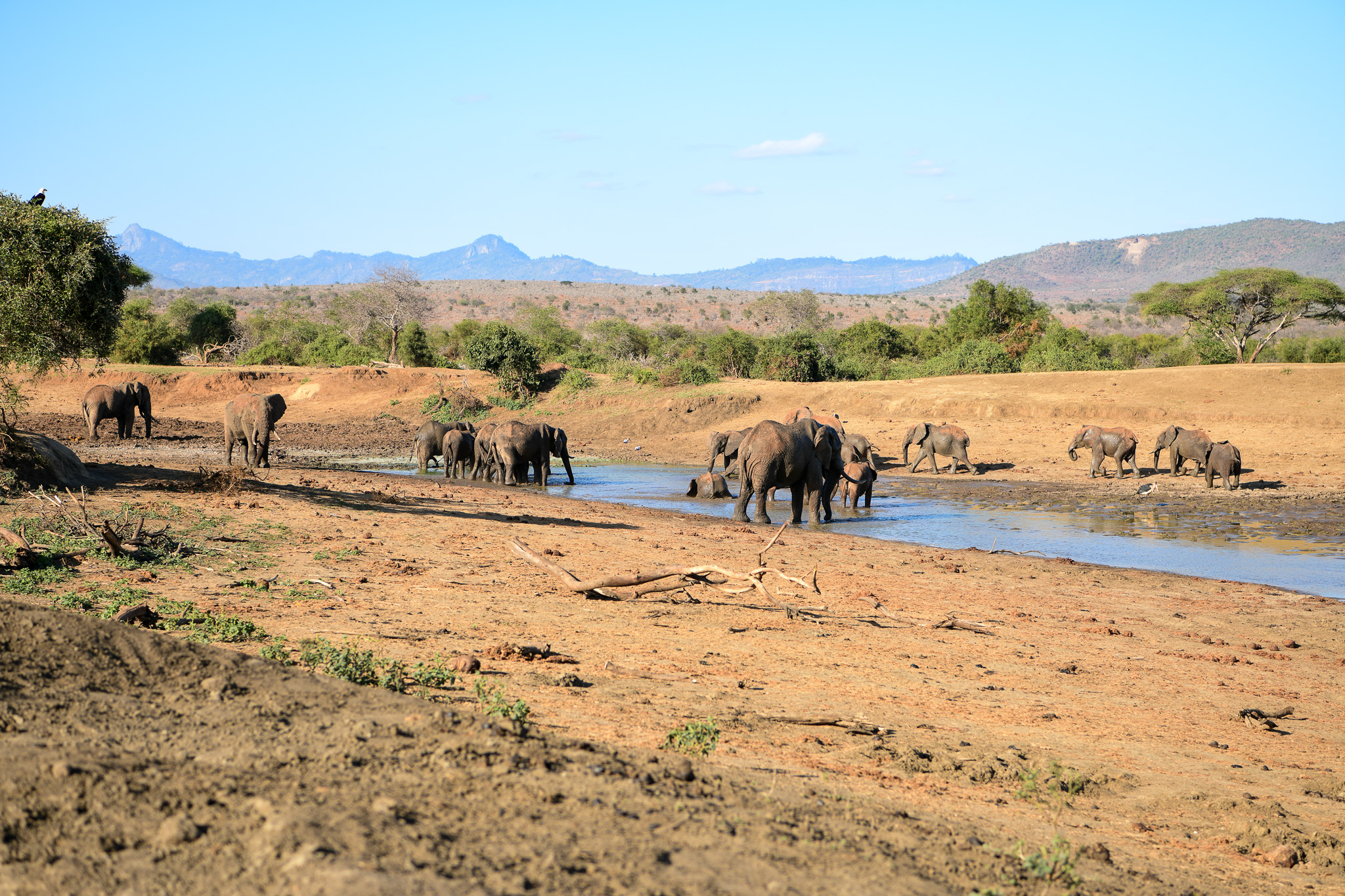 Elephants in Tsavo National Park at a watering hole