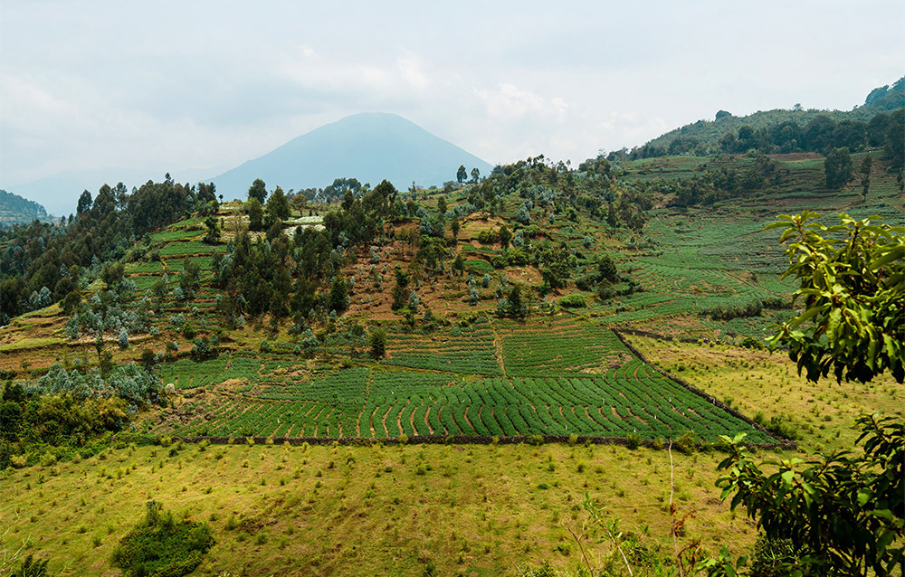 Virungas