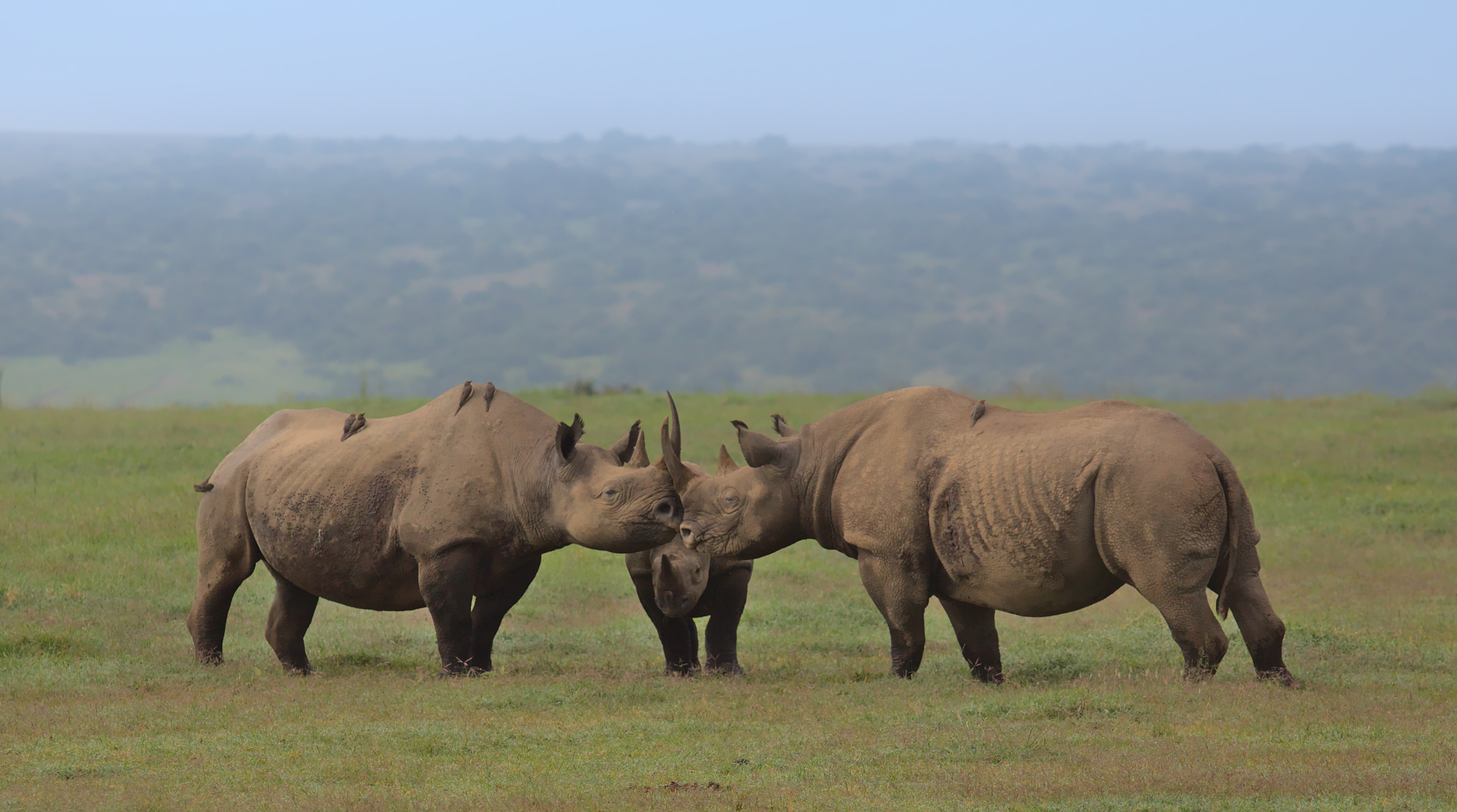 A crash of black rhinos gathering with their horns touching in the wild plains of Solio game reserve, Kenya
