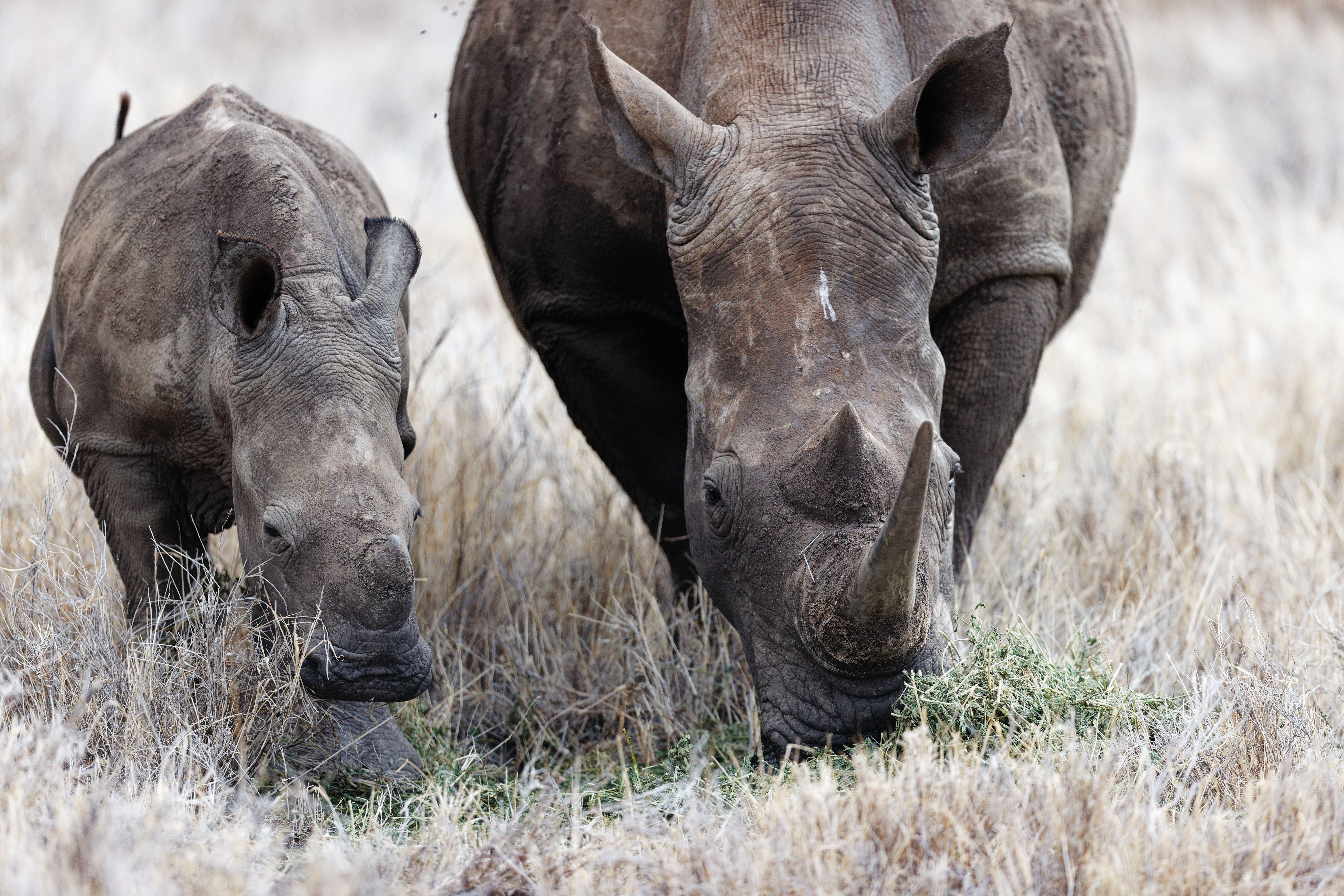 Field with western black rhinoceros and a baby in Lewa Wildlife Conservancy, Kenya.