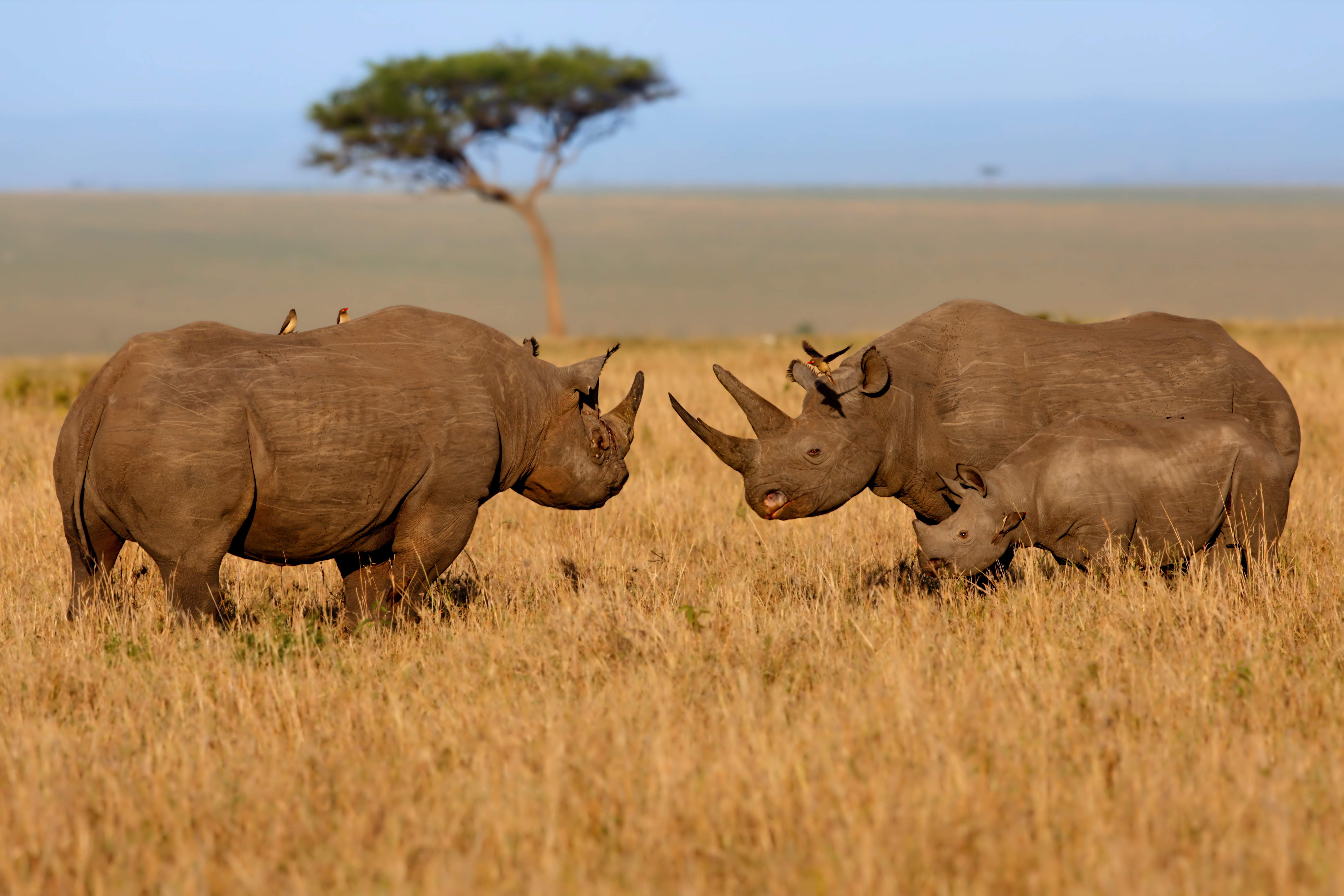 Black Rhino Family at sunrise in Masai Mara, Kenya