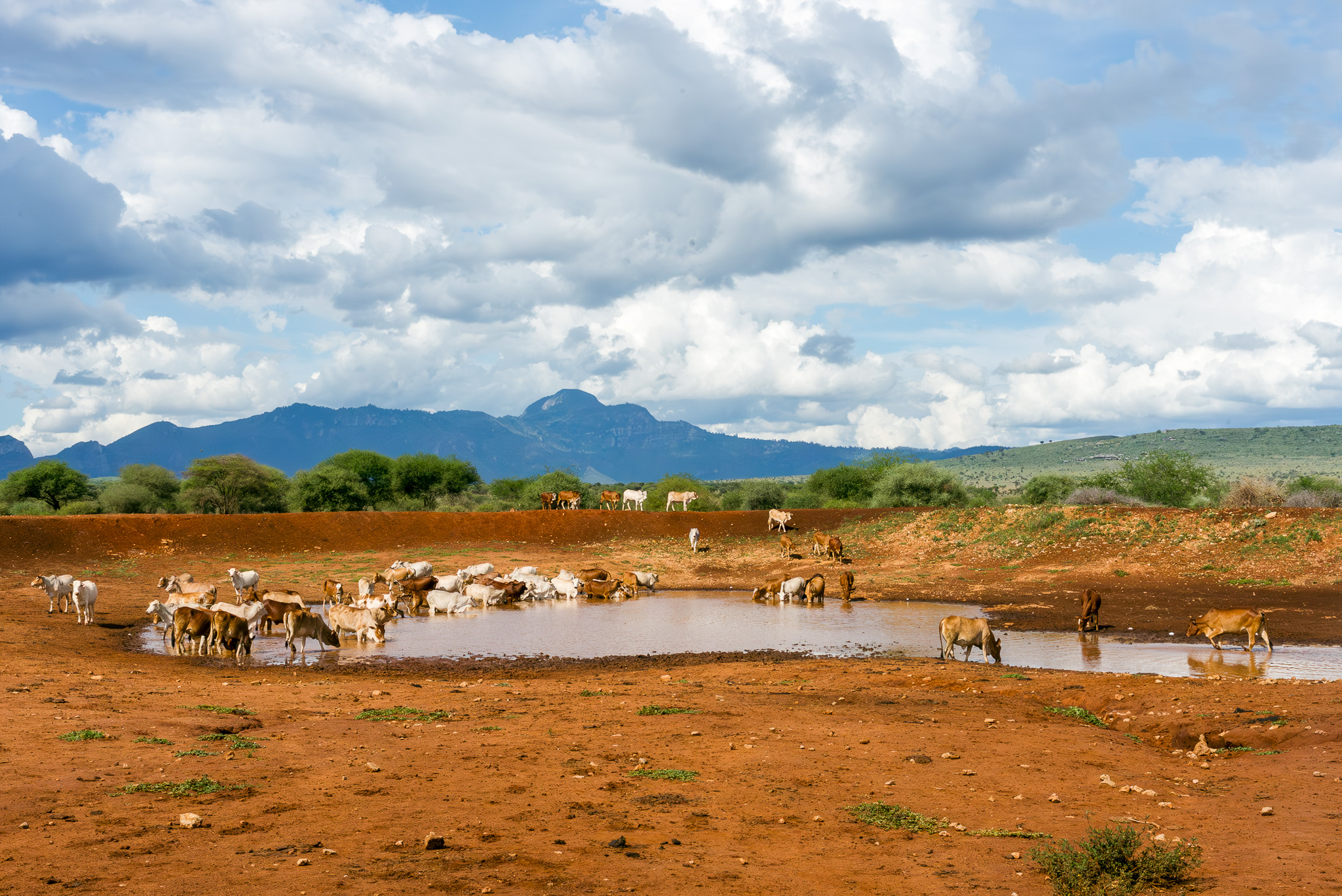 A desilted water pan in Lumo Conservancy, serving as a vital water access point for wildlife and livestock