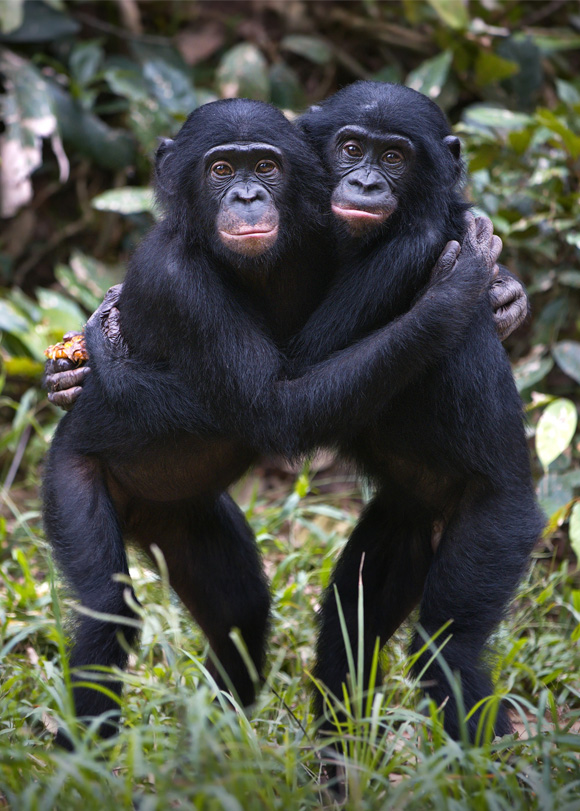 Bonobos