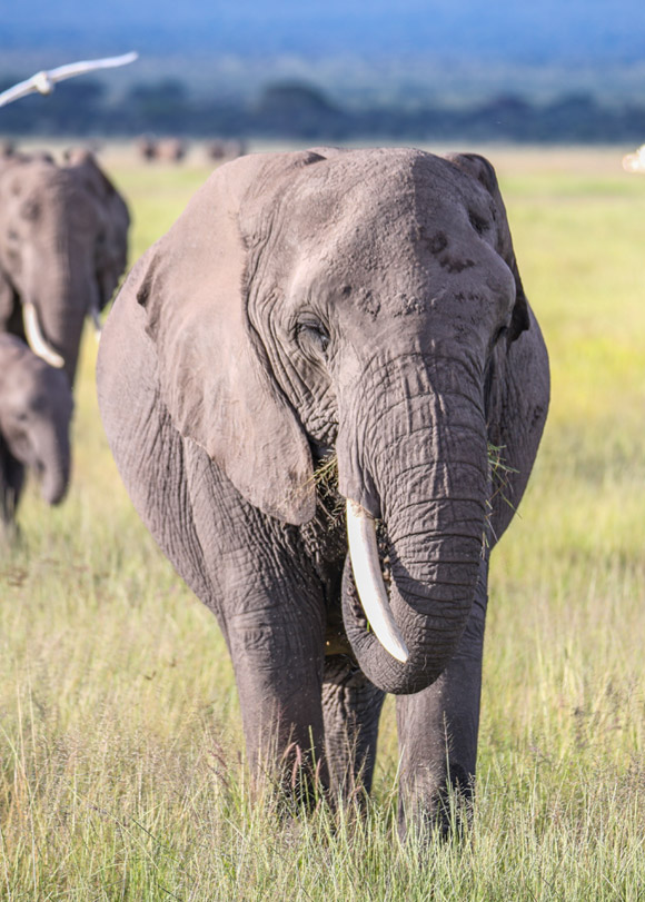 Elephant at Amboseli