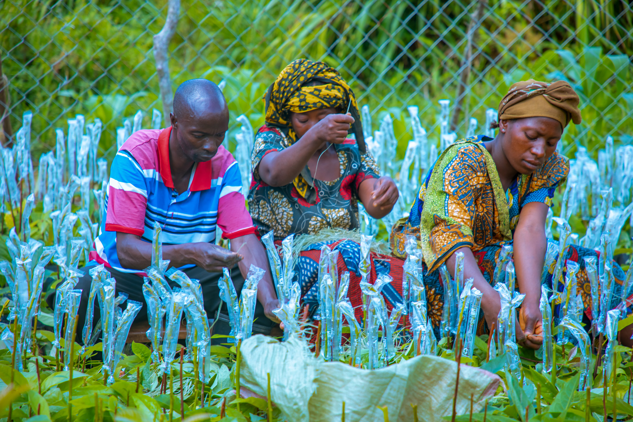 Community members in Tanzania’s Vidunda Sub-Catchment tend grafted avocado seedlings in an AWF-supported nursery, showcasing how modern agroforestry techniques are strengthening climate-resilient, sustainable livelihoods