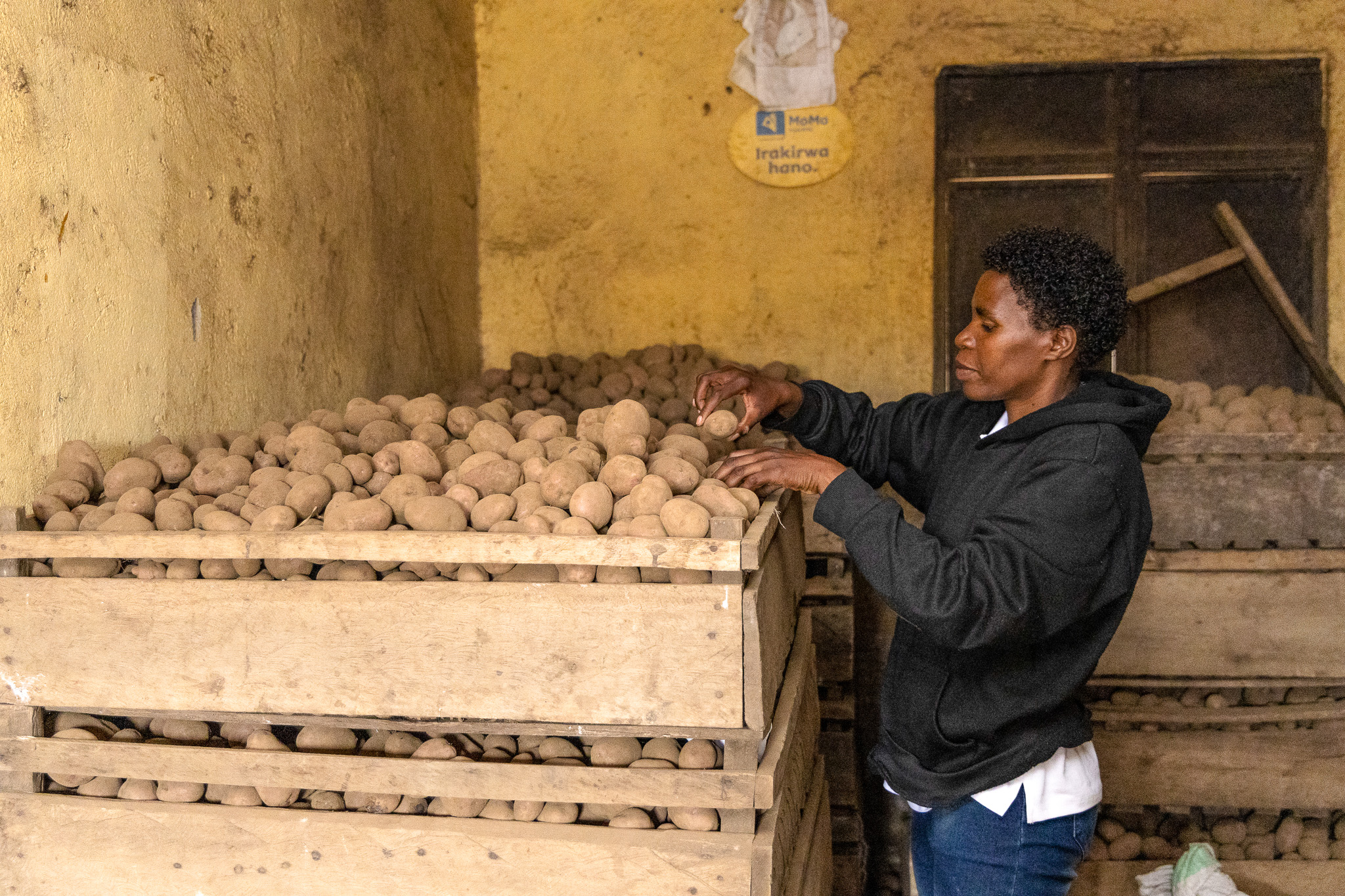 Agnes sorts and stores potatoes for wholesale sale.