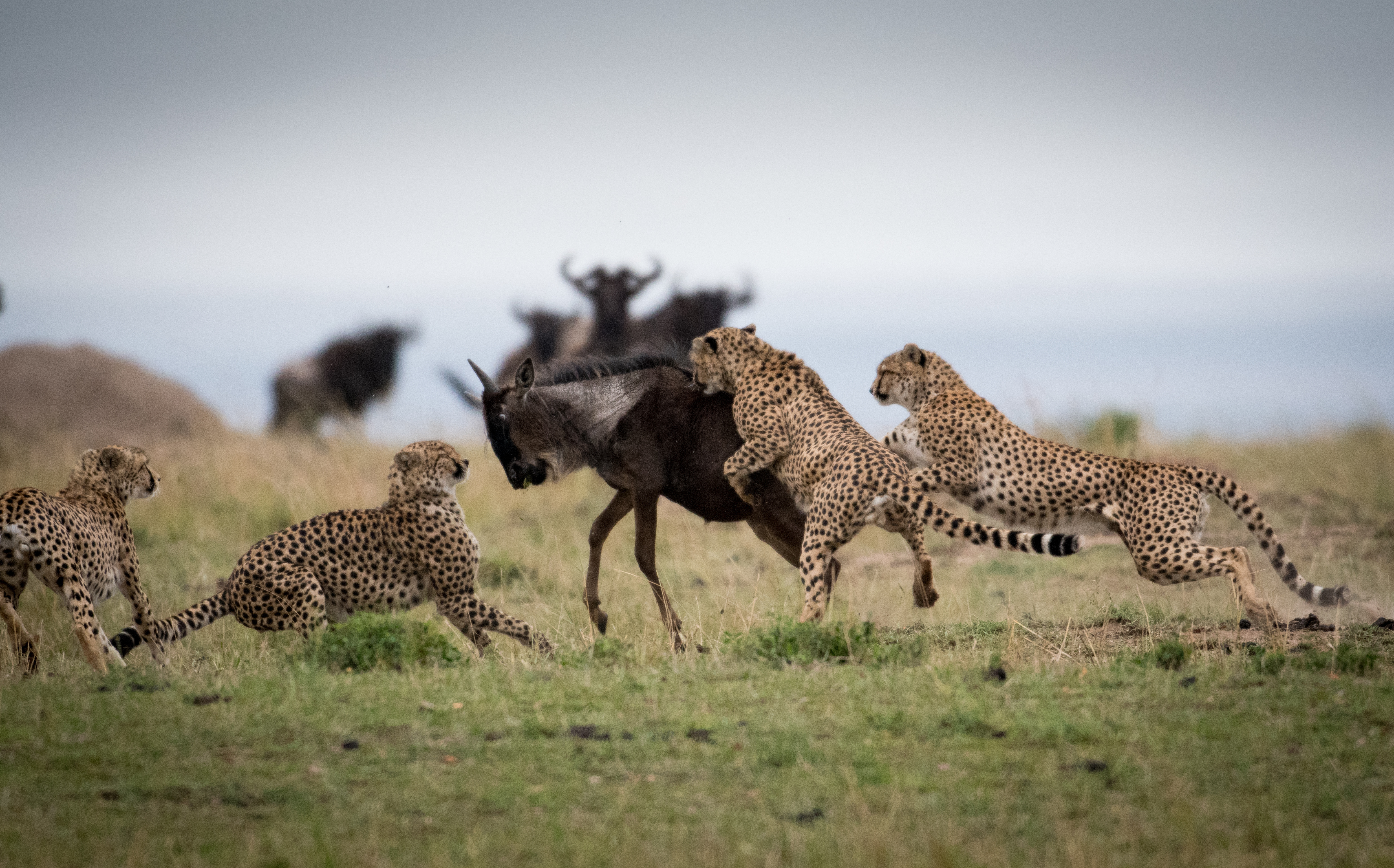 A coalition of Cheetahs attacking wildebeest in African Savannah