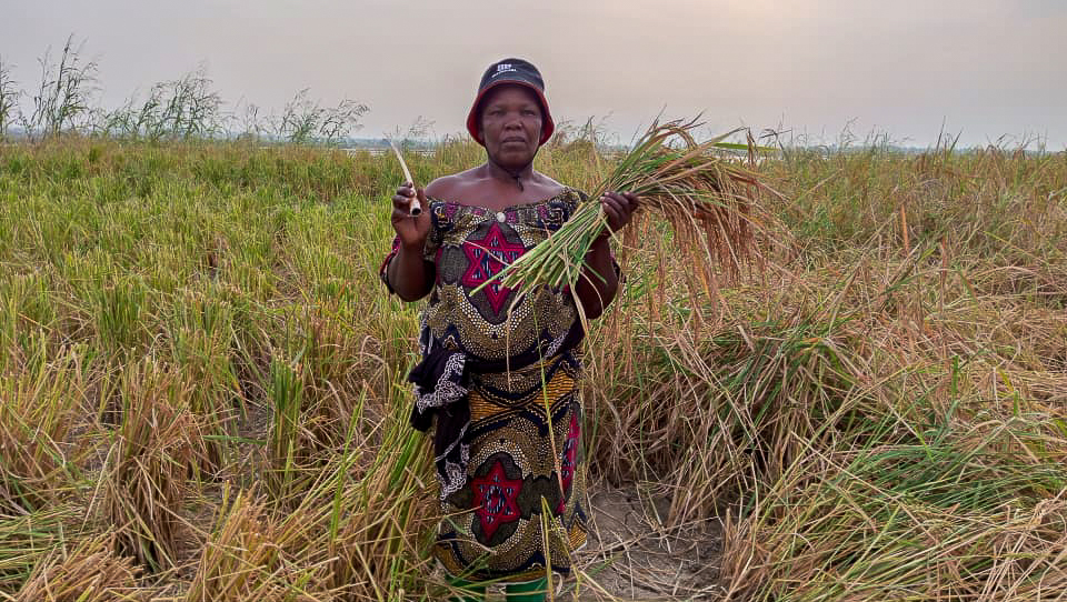 Aminatou Koffa stands in her rice field after the harvest.
