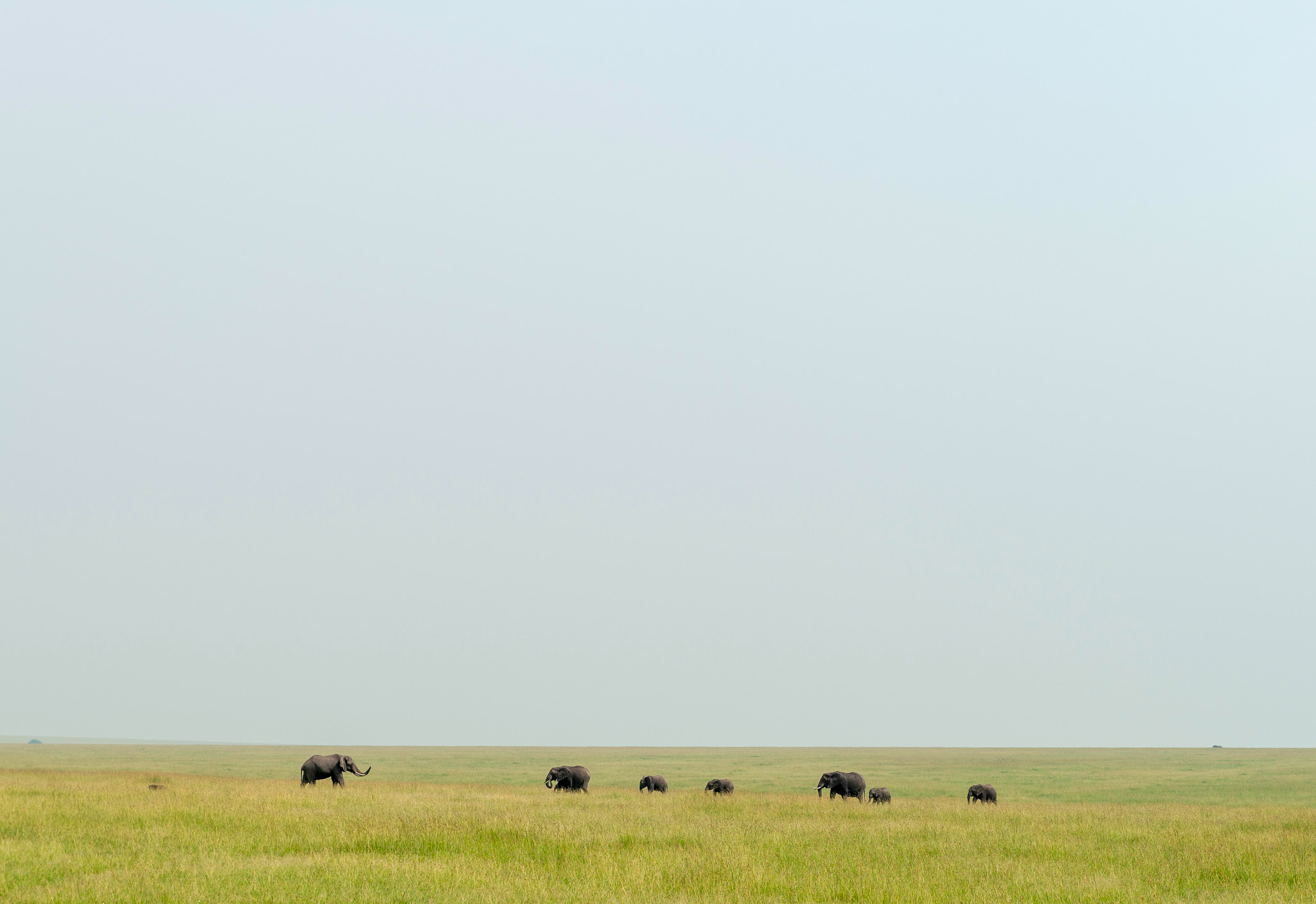 A herd of elephants in the African Landscape. 