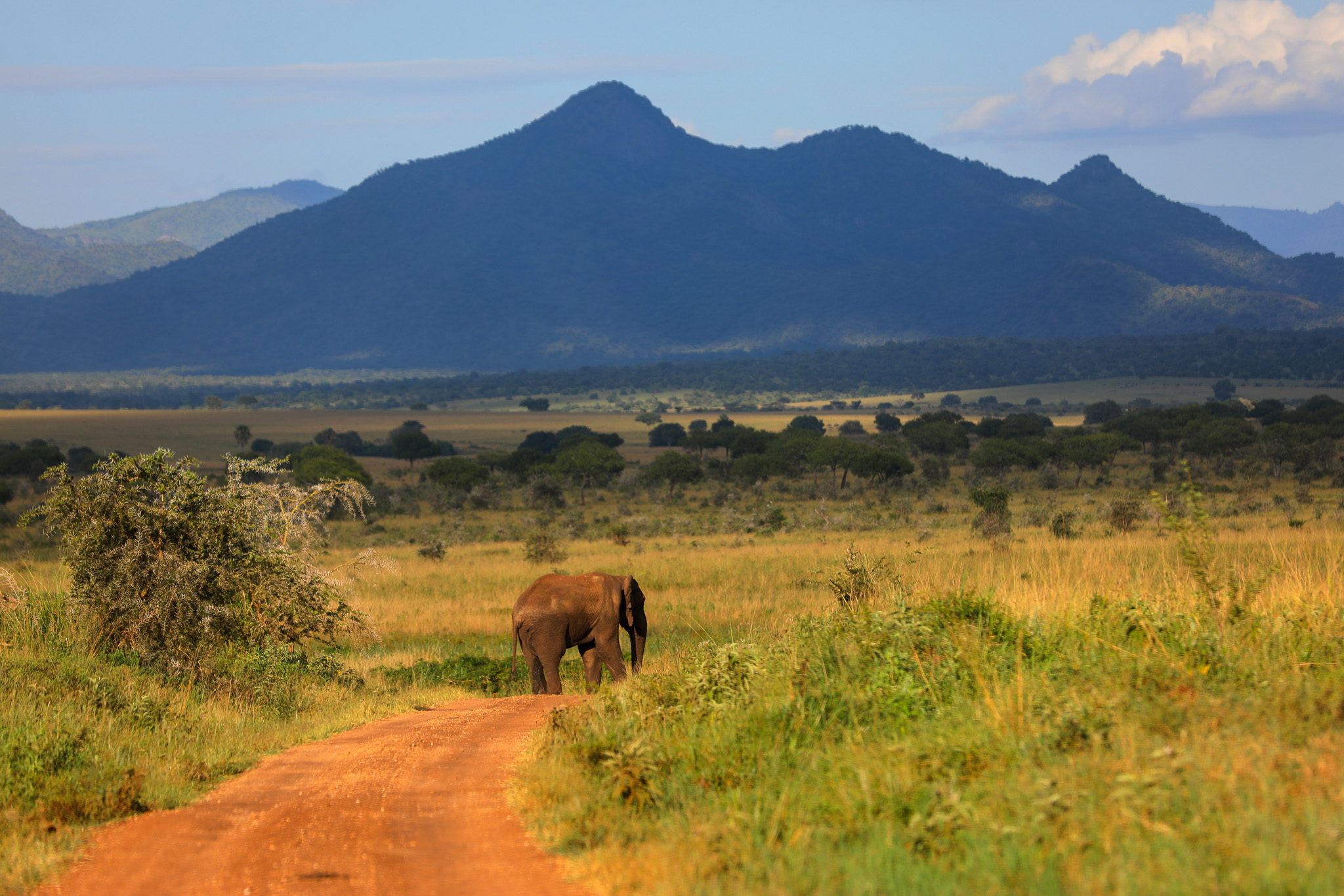 An elephant roaming freely in Kidepo Valley National Park, Uganda