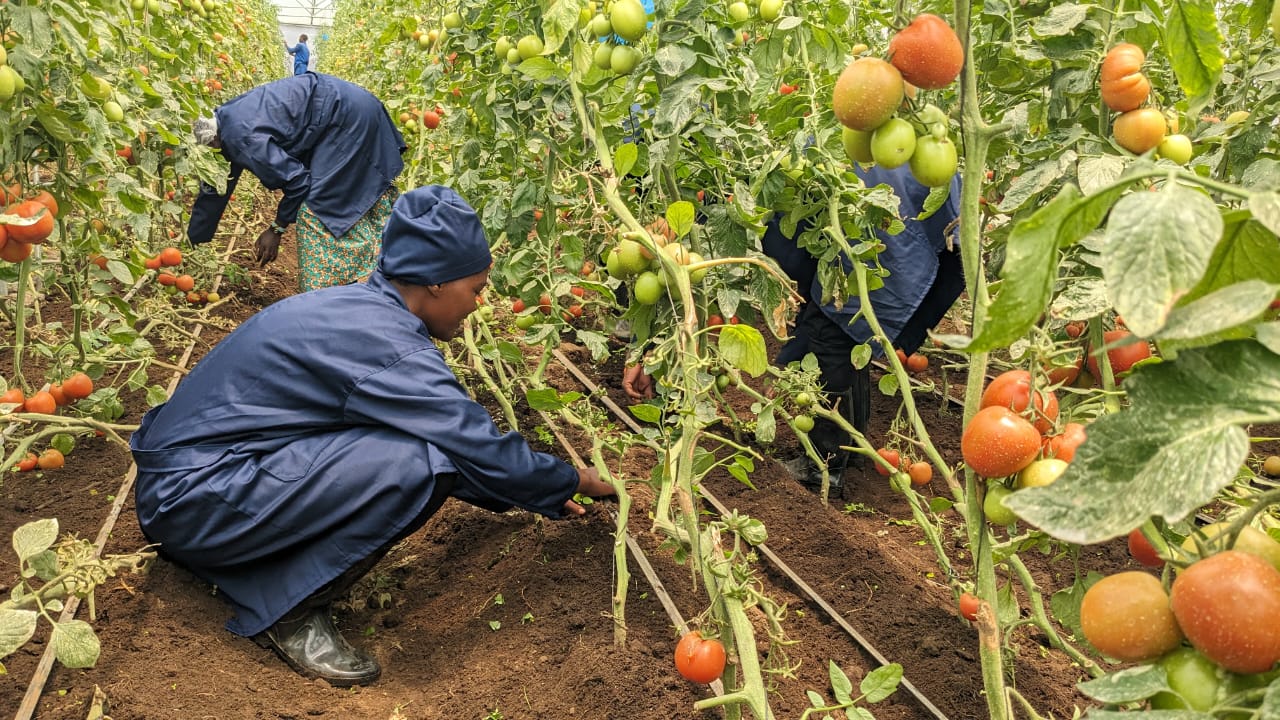 Youth weeding tomatoes as part of hands-on horticulture training.