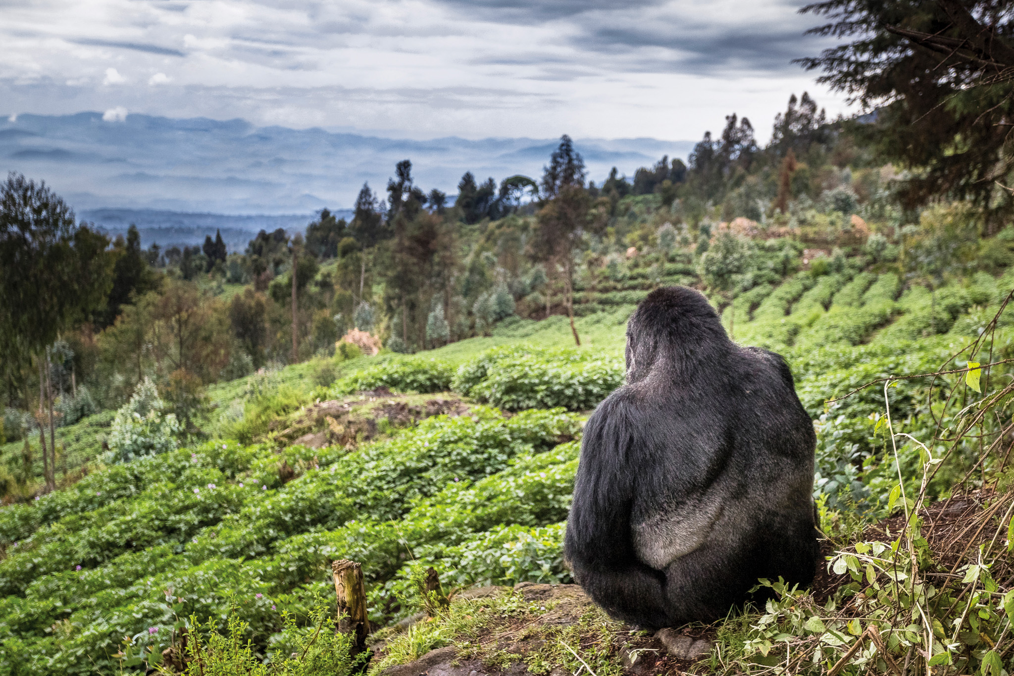 A mountain gorilla pauses at the forest edge in Rwanda,