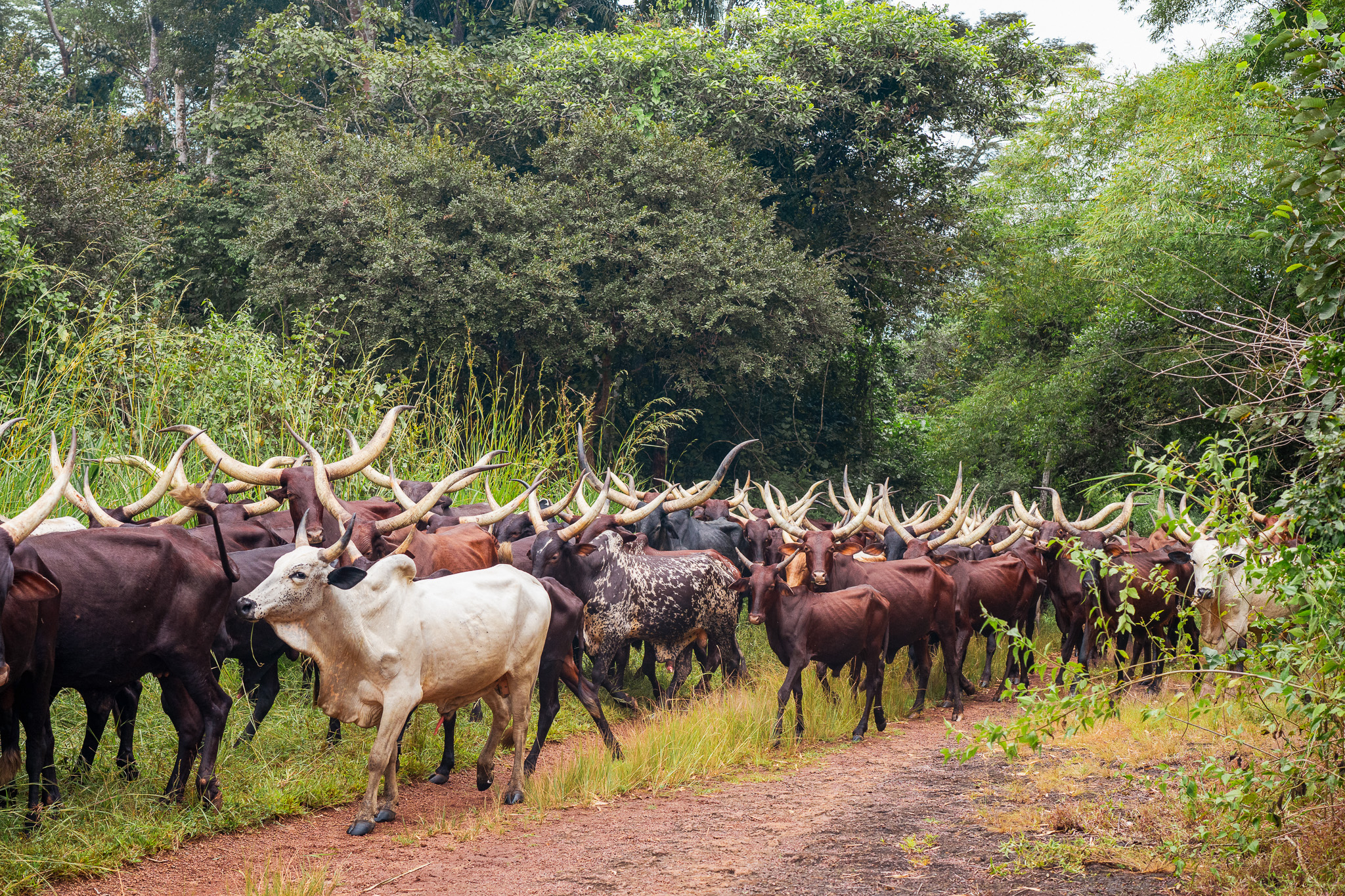 Herd of transhumant cattle crossing the Bili-Uere landscape