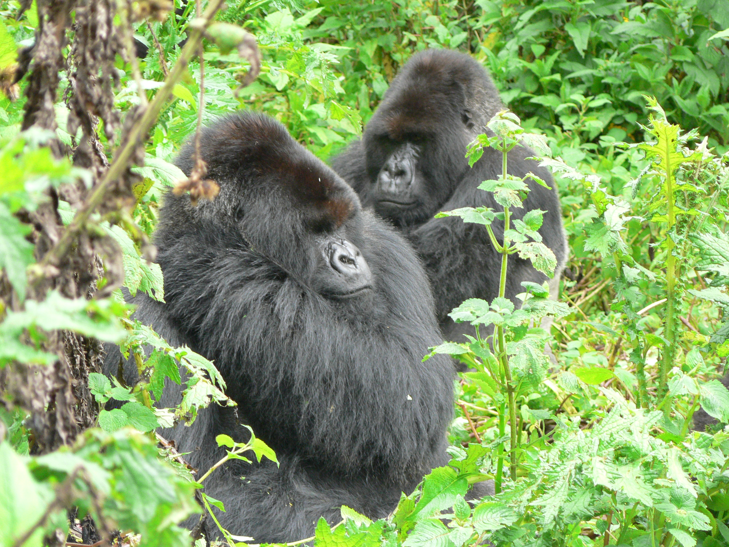 Gorillas relax in the Volcanoes National Park Landscape. Credit: Dian Fossey Gorilla Fund.