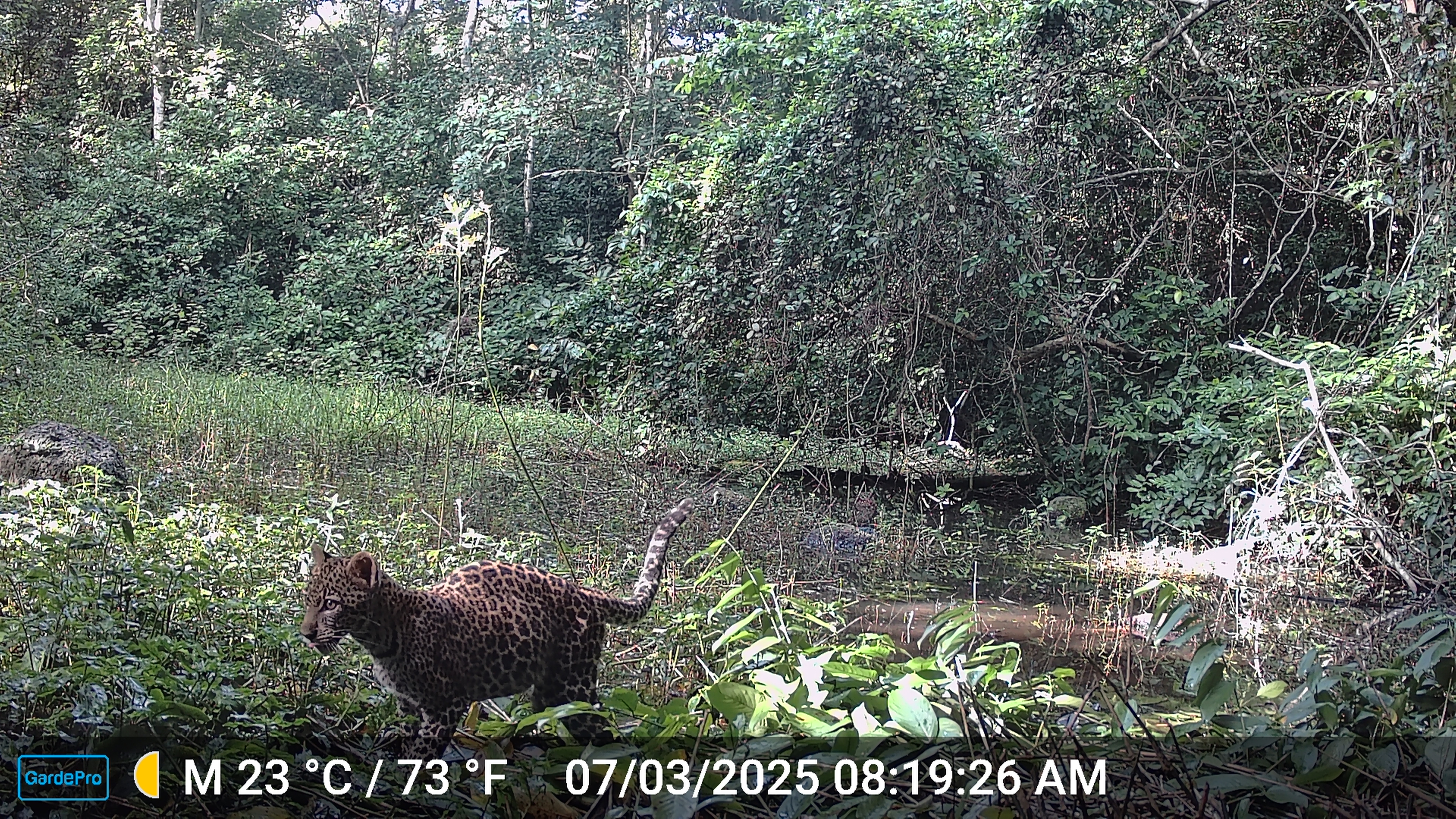A Leopard seen with a camera trap in Bili-Uélé.