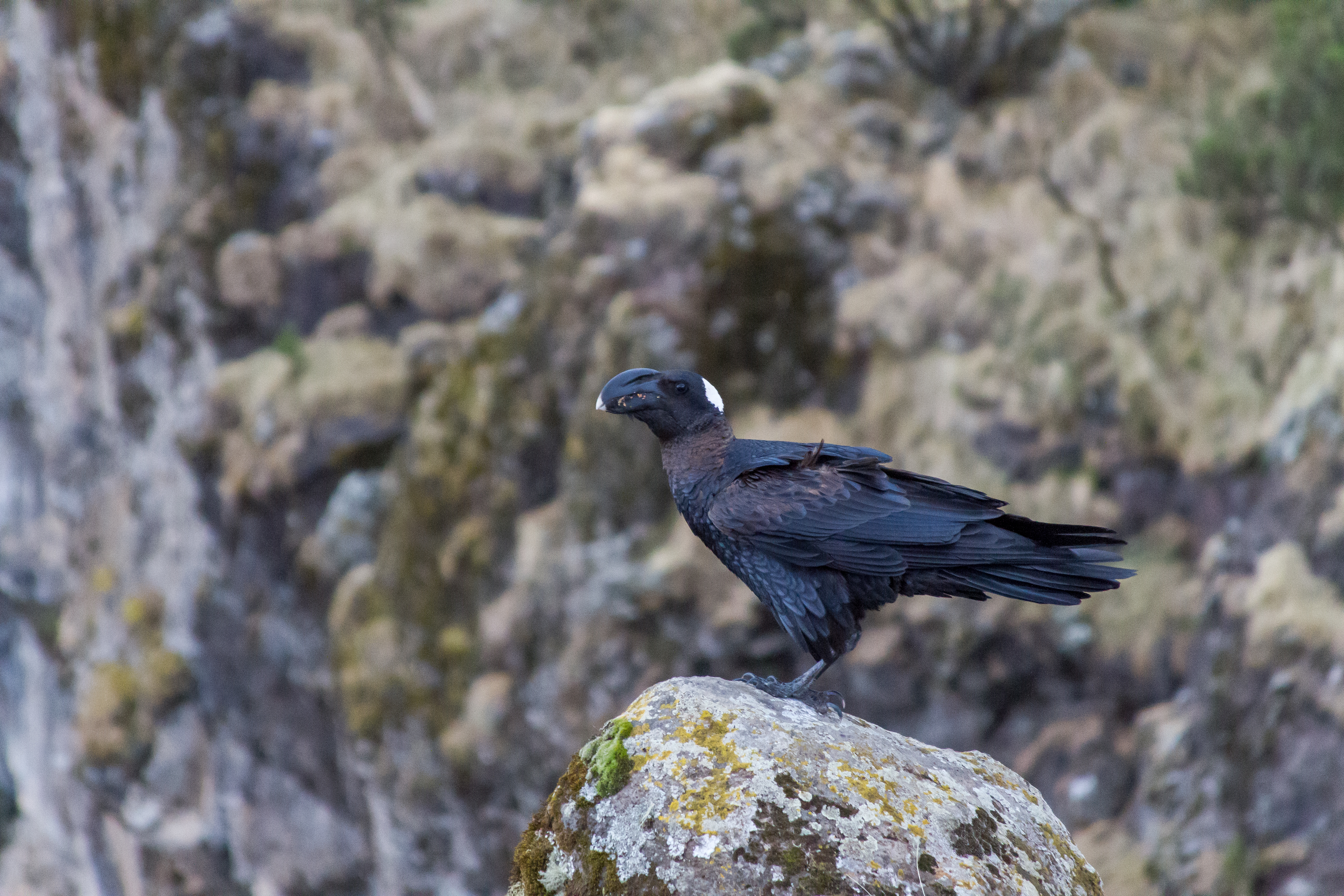A thick-billed raven in the Simien Mountains landscape.