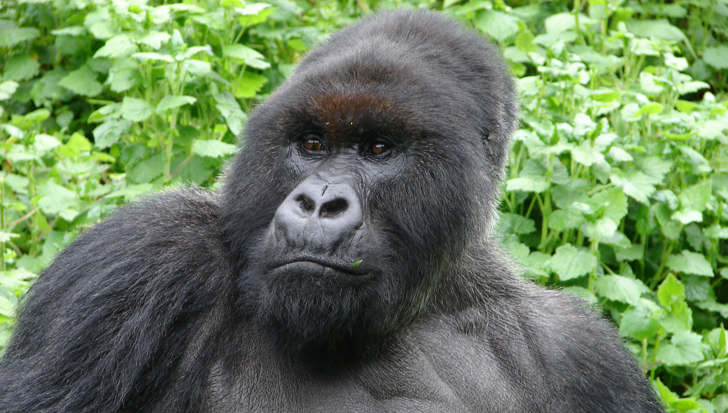 Pablo, a charismatic and playful gorilla. Credit: Dian Fossey Gorilla Fund.