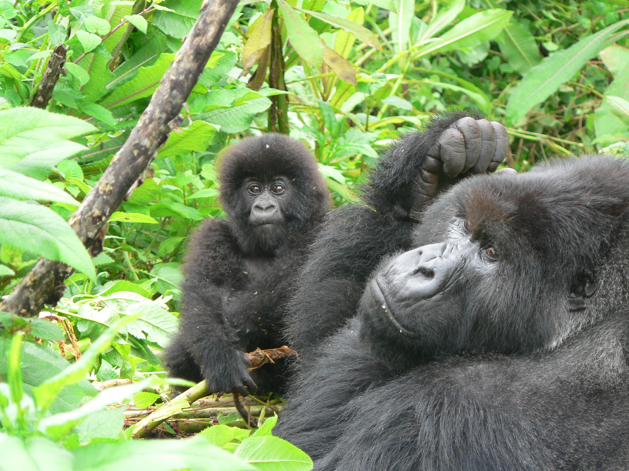 Pablo with a youngster. Credit: Dian Fossey Gorilla Fund.
