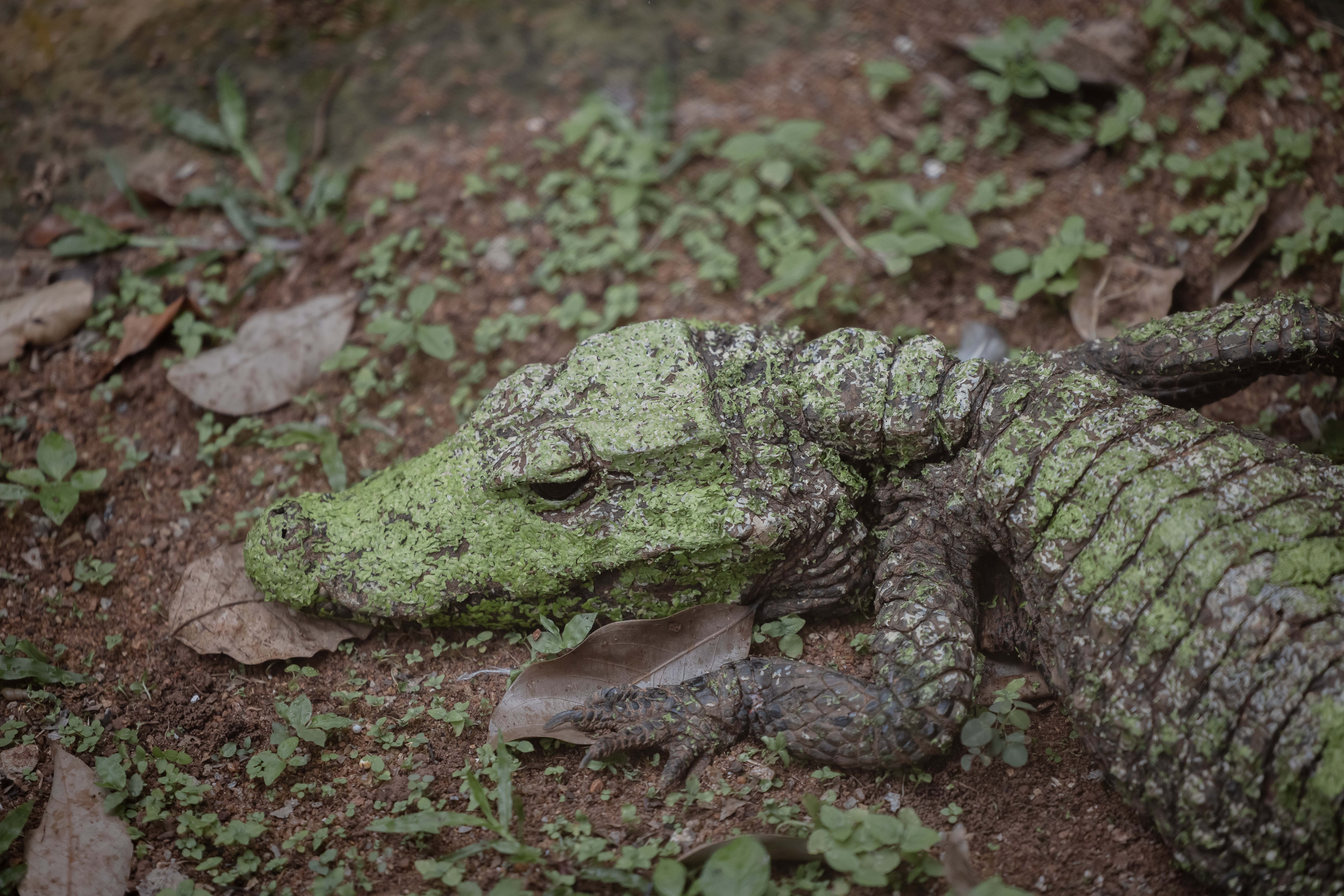 A crocodile rescued from poachers in Dja, Cameroon.