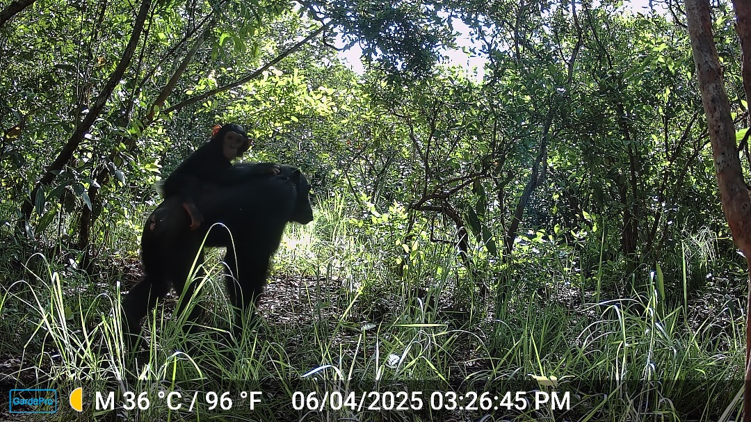 A chimpanzee mother carrying her baby on her back, captured by a camera trap in the Bili-Uélé landscape.