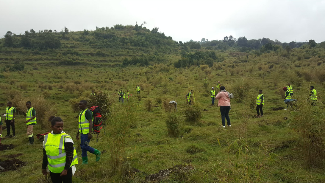 Youth Volunteers help plant indigenous bamboo in Volcanoes National Park, Rwanda.