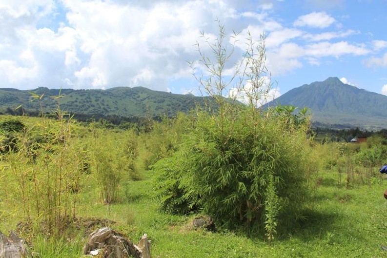Transplanted bamboo thriving in the Volcanoes National Park landscape.