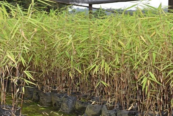 African alpine bamboo ready for planting.