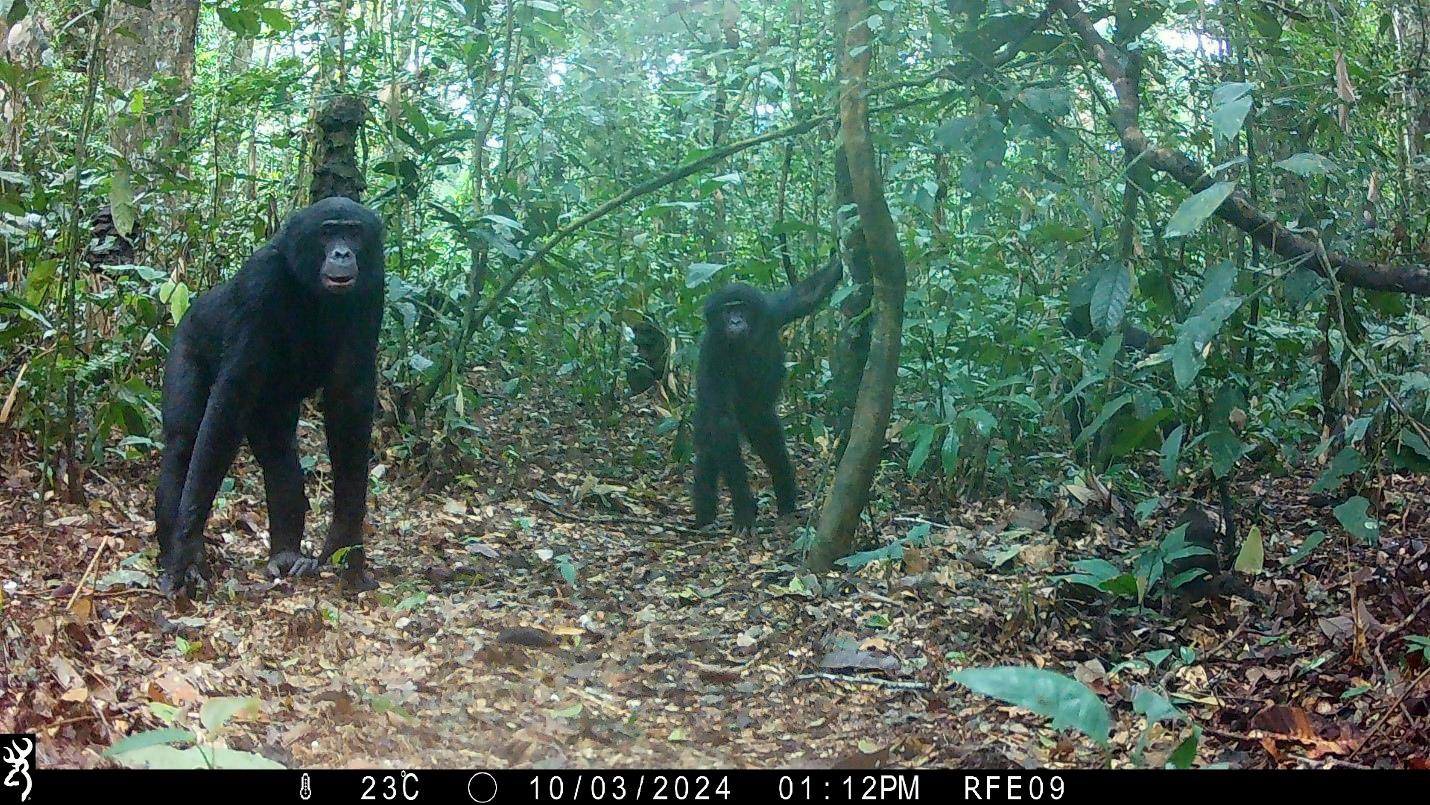 Two bonobos captured by a camera trap in the Lomako-Yokokala Wildlife Reserve.