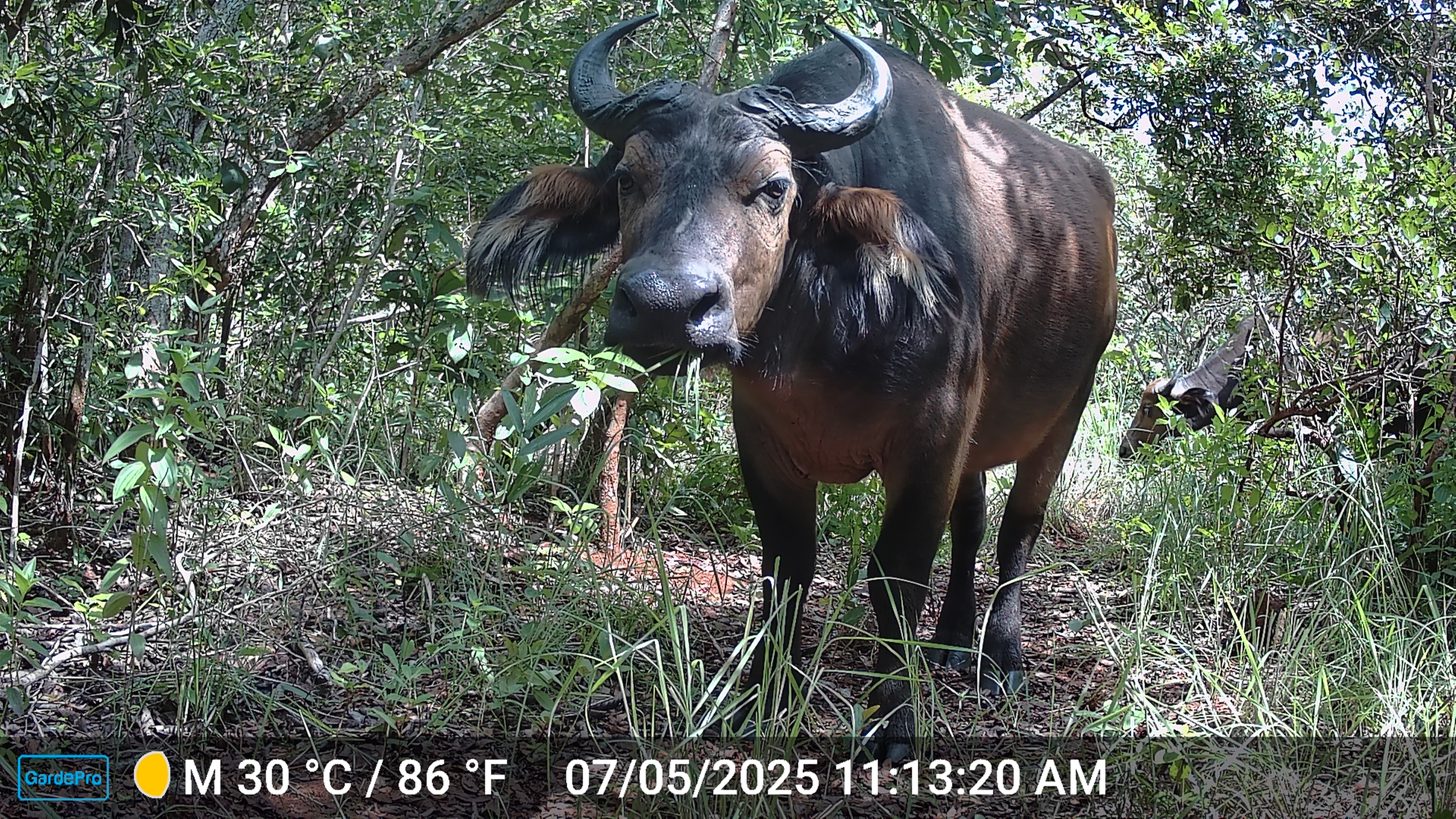 An adult forest buffalo captured by a camera trap in the Bili-Uélé landscape, with a younger individual just behind it.