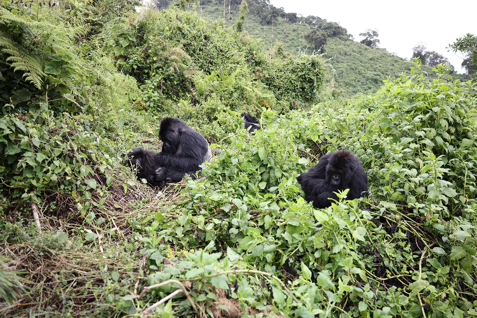 Rwanda's mountain gorilla population is found in the Volcanoes National Park landscape, deep in the northwestern part of the country.
