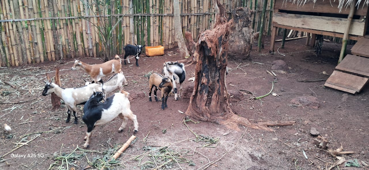 Goats are an important source of nutrition for rural farmers.