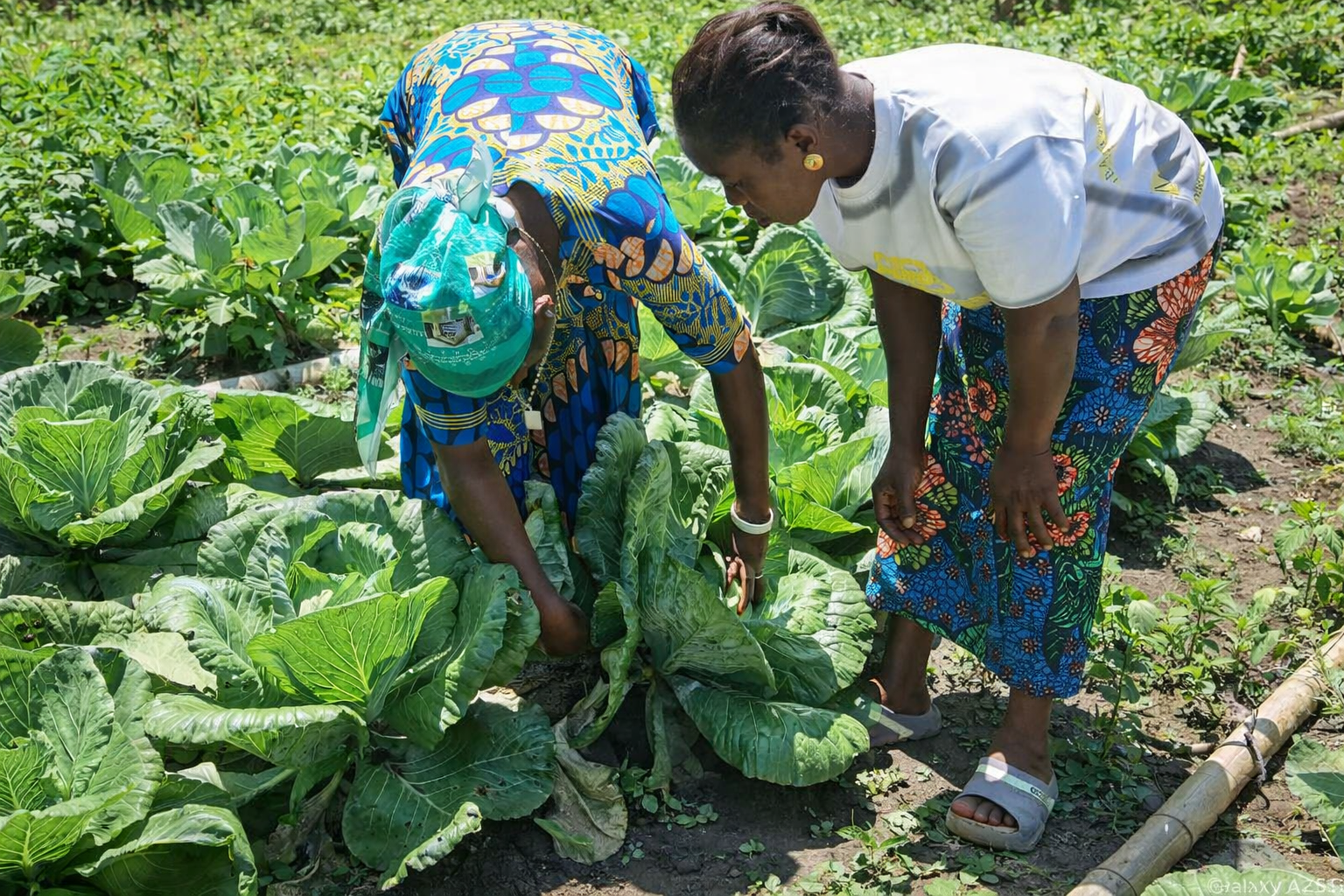 Atoloba Nkanku Véronique harvesting cabbage in Malu-Malu.