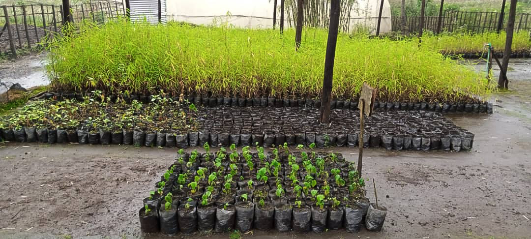 The bamboo nursery bed in Volcanoes National Park, nurturing young plants for ecosystem restoration.