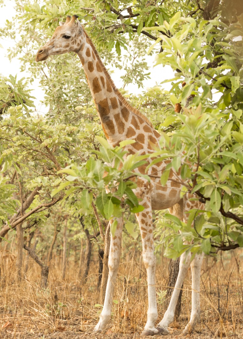 Ejame, a proud Kordofan giraffe adapting to her new family in Faro National Park.